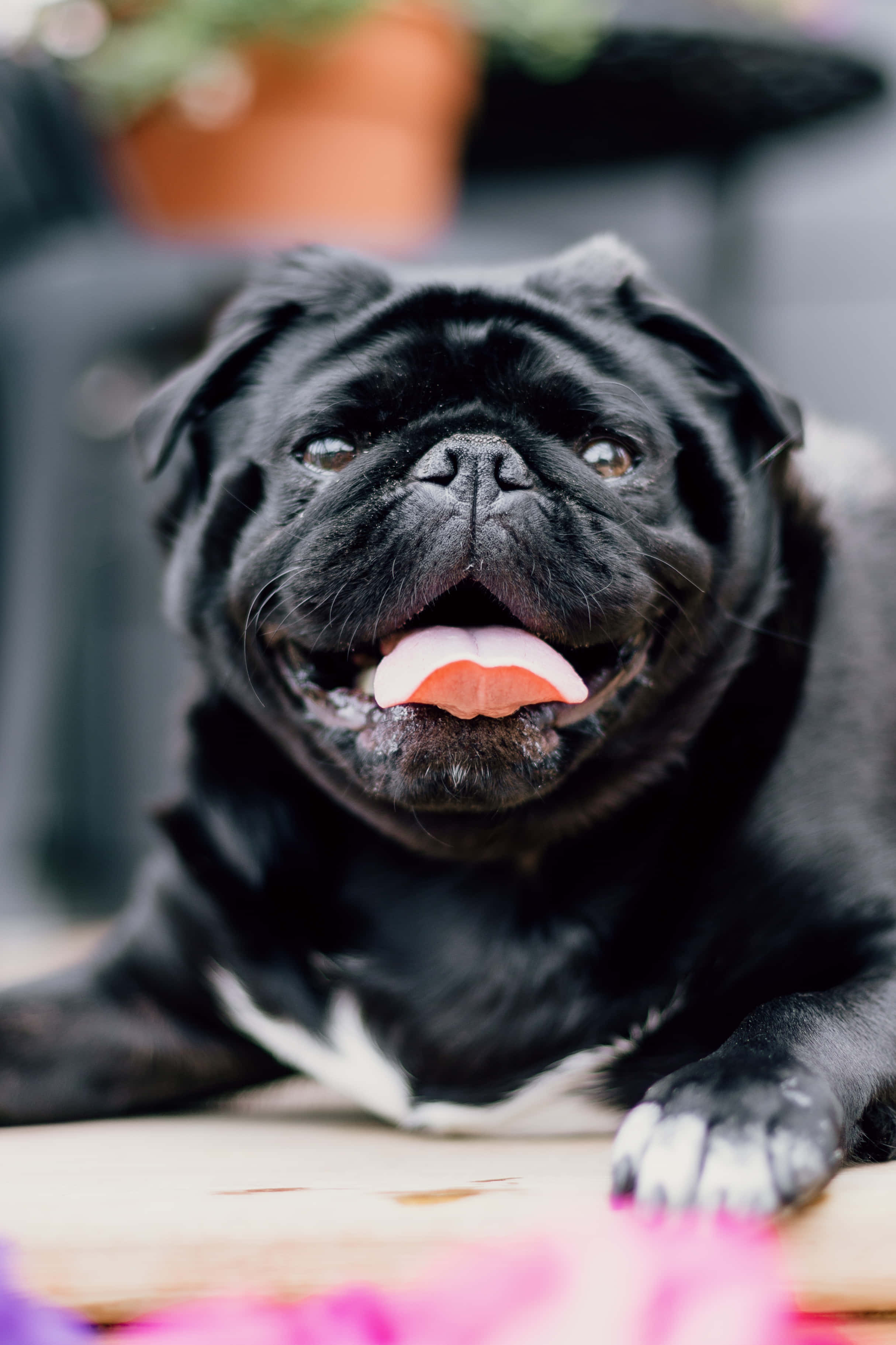 Dog iPhone 桌布 壁紙 — 一隻黑色巴哥犬，白色胸部和爪子，開心地躺在木質表面上，伸出舌頭喘氣。