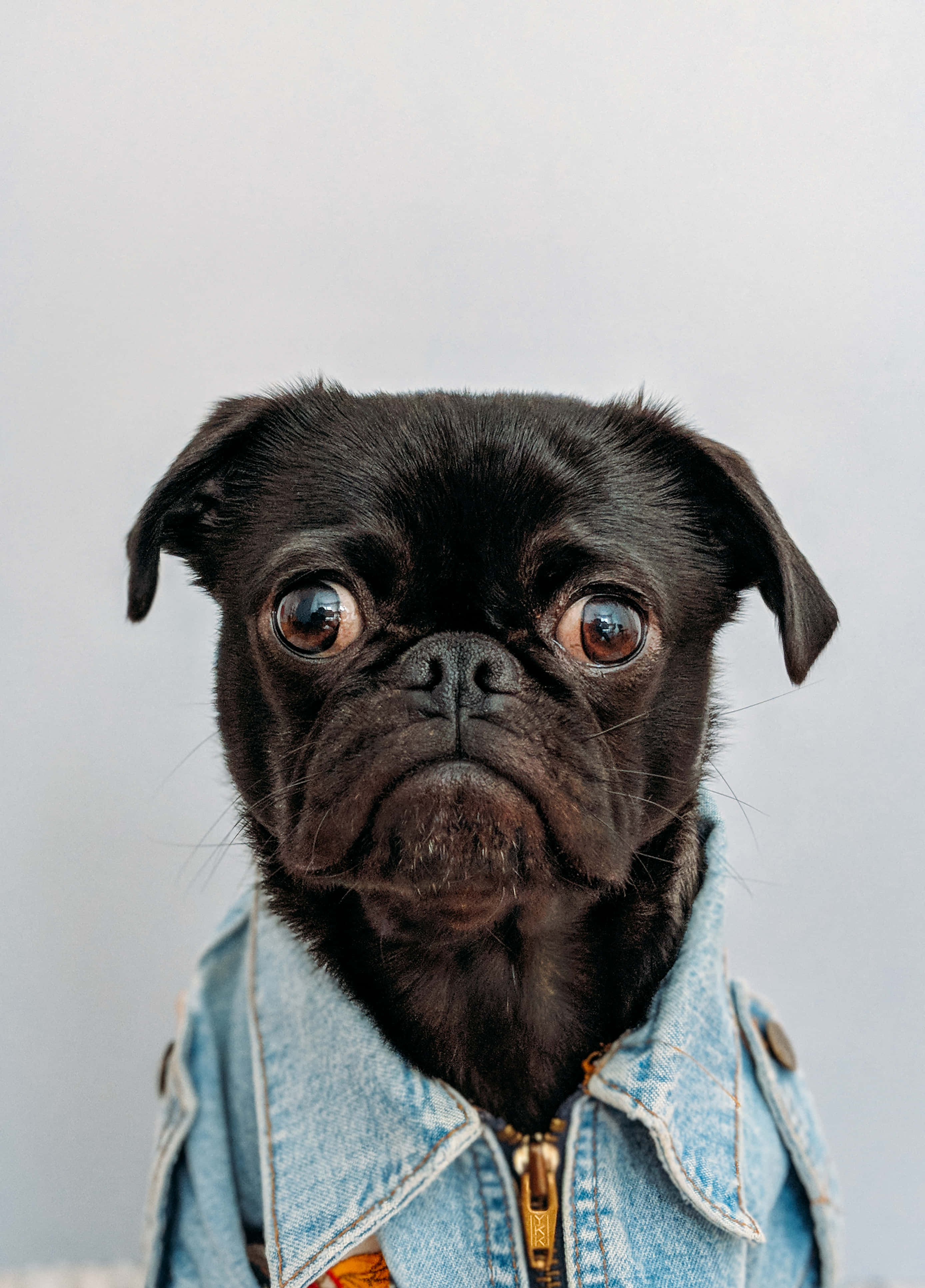 狗 桌布 壁紙 — 一隻黑色巴哥犬，眼睛又大又充滿表情，身穿牛仔外套，背景是純淺灰色。