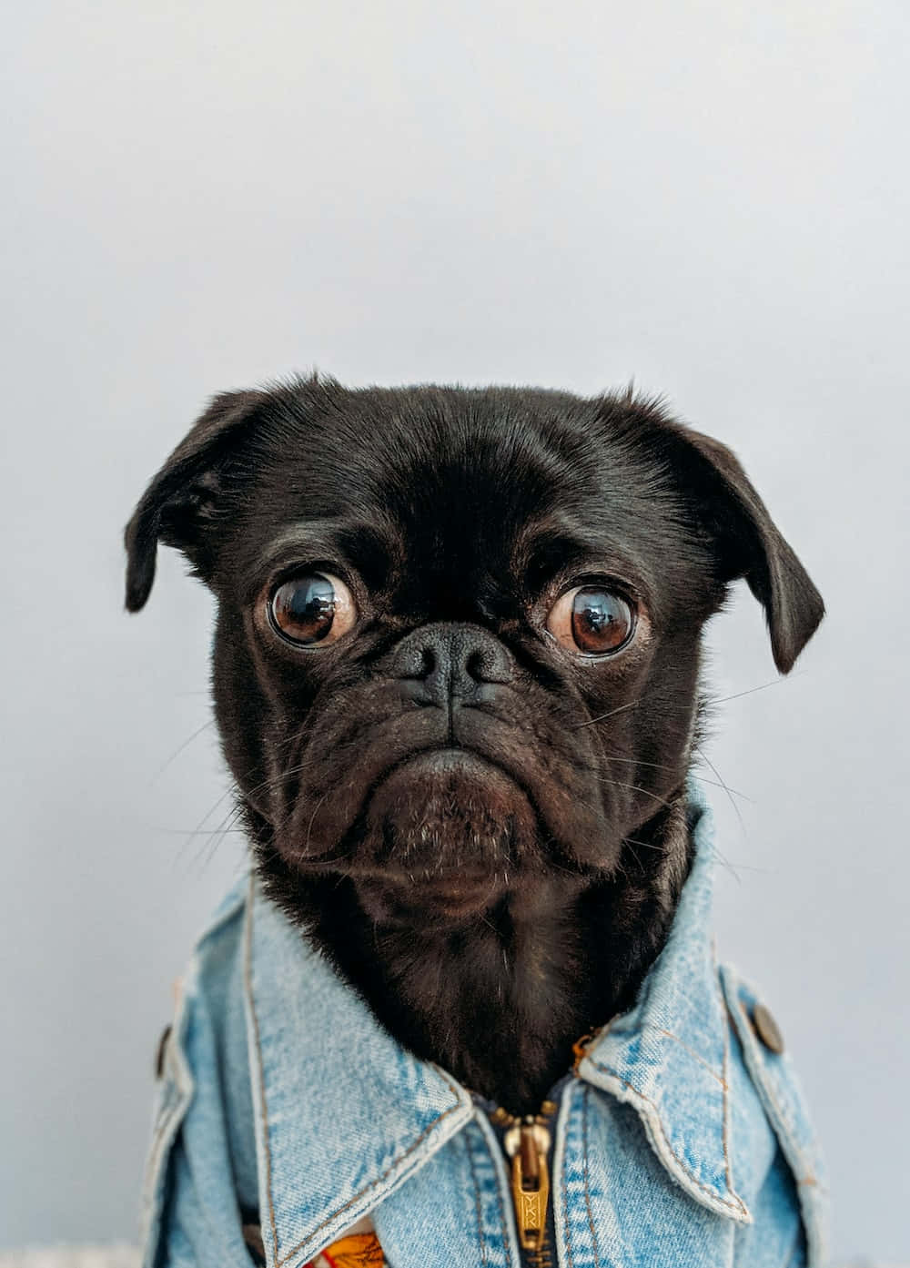 Denim 桌布 壁紙 — 一隻黑色巴哥犬，眼睛又大又富表情，穿著牛仔外套，背景是純淺灰色。