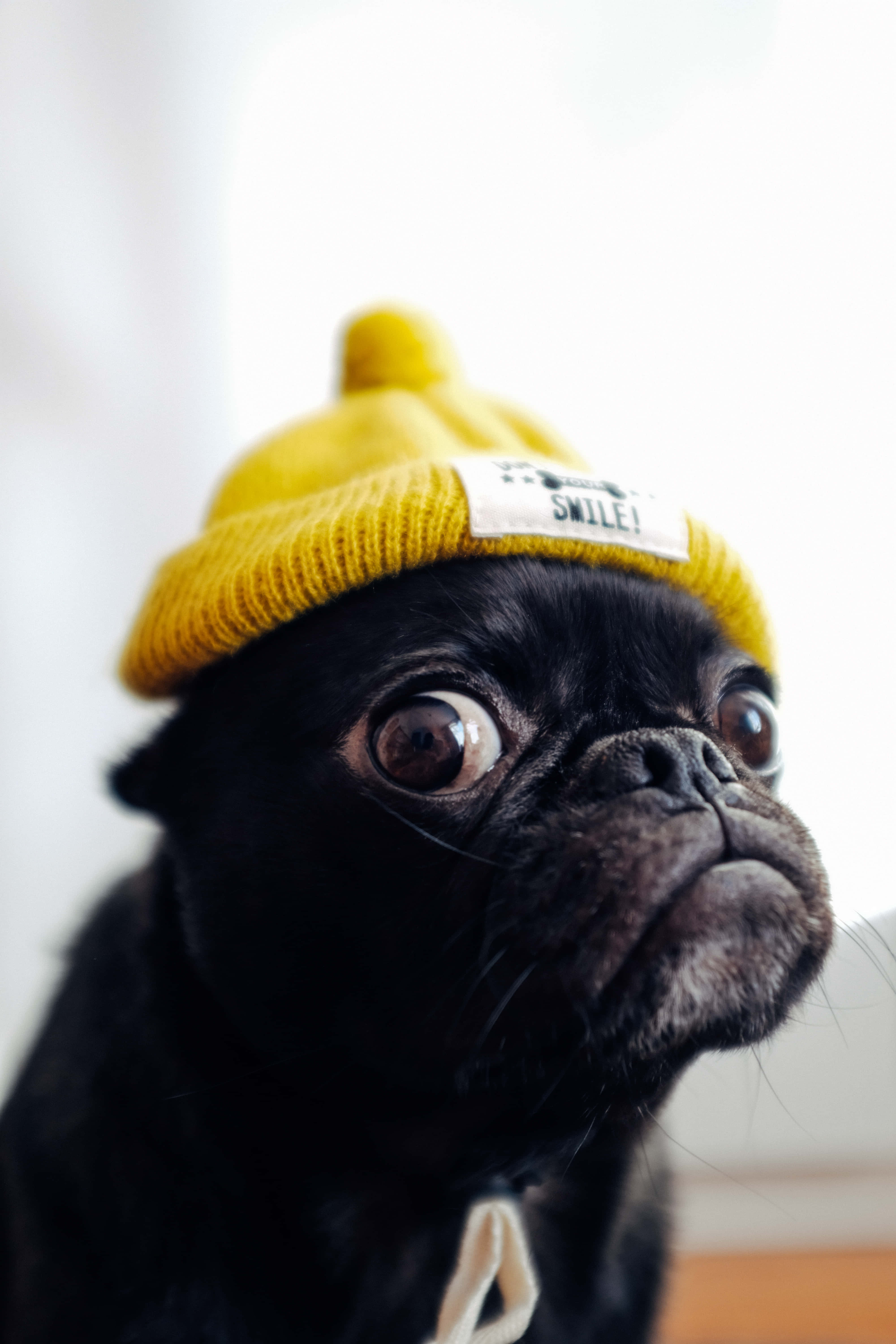Cute Pug 桌布 壁紙 — 一隻黑色巴哥犬，眼睛圓大，戴著一頂亮黃色針織帽，帽上有微笑圖案，背景是柔和的白色。