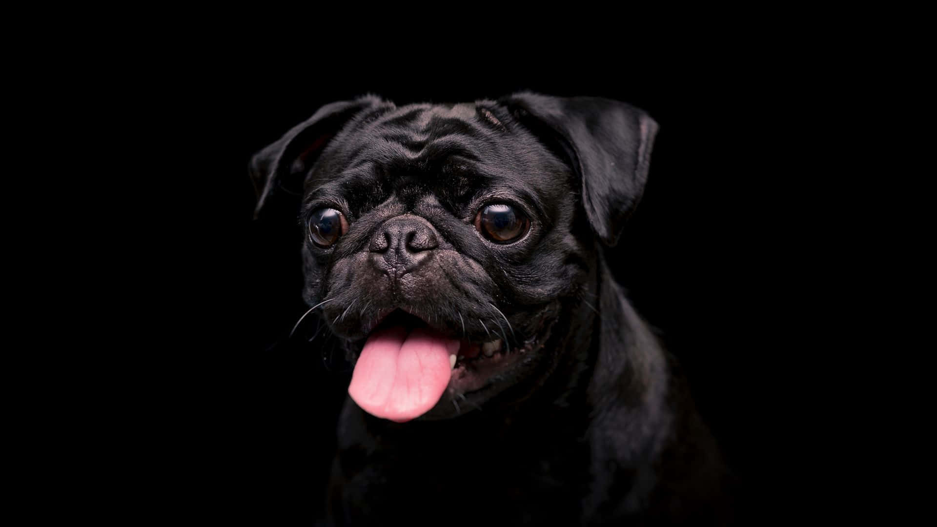狗 桌布 壁紙 — 一隻黑色巴哥犬伸出粉紅色舌頭，在純黑色背景的攝影棚肖像中突出。