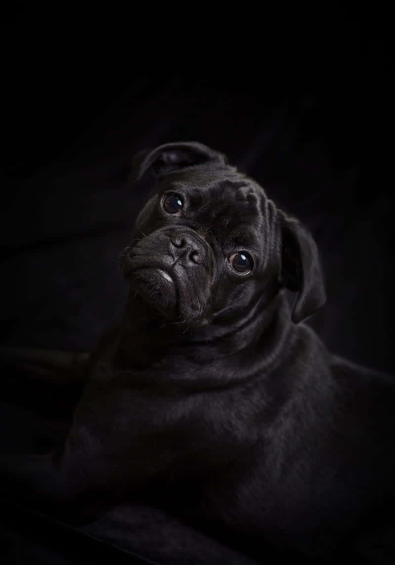 Pug 桌布 壁紙 — 一隻黑色巴哥犬幼崽在深邃陰暗的背景前，睜著大大的好奇眼睛向上看。