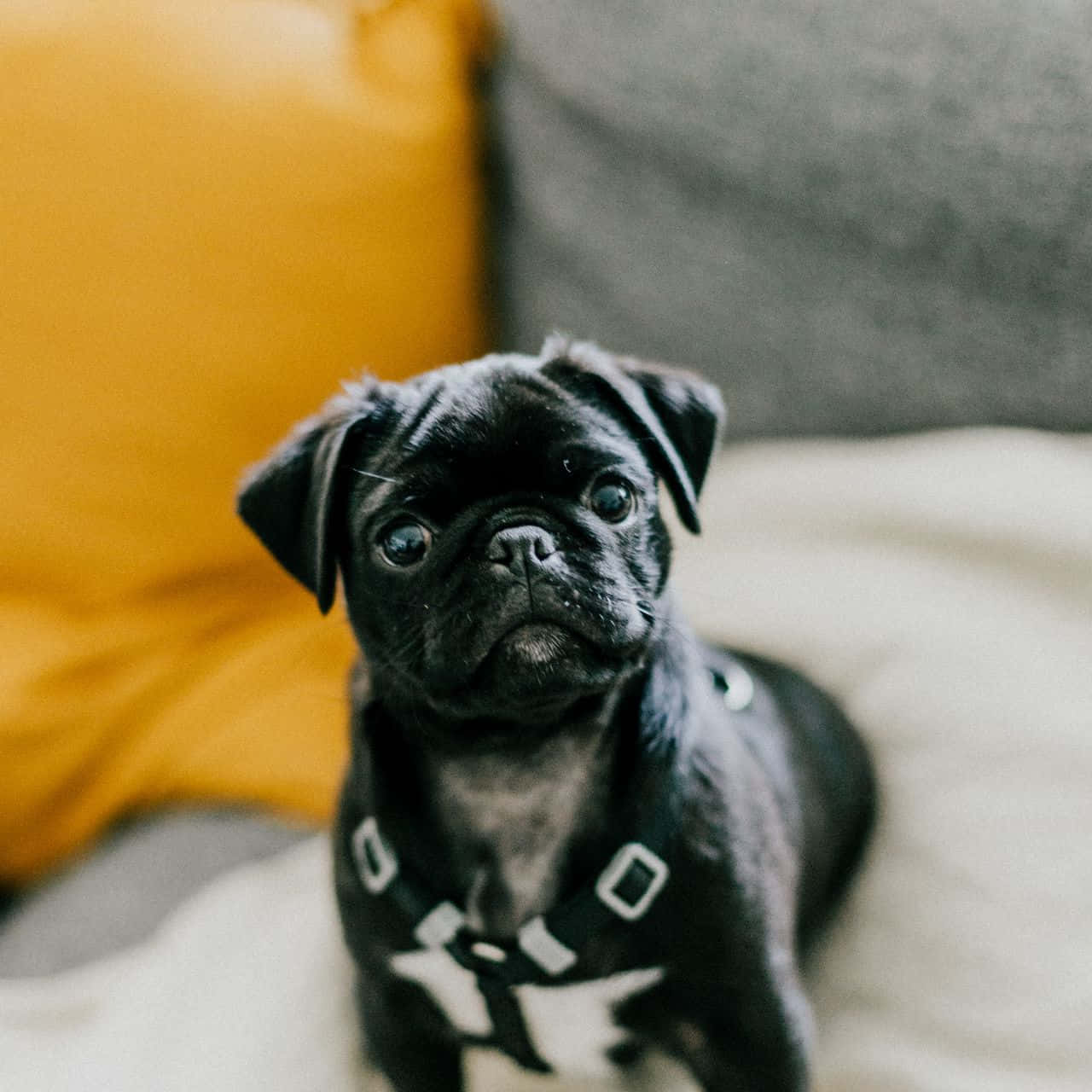 狗 桌布 壁紙 — 一隻黑色巴哥犬幼犬，大眼睛，穿著白色胸背帶，坐在一張有黃色和灰色靠墊的舒適沙發上。