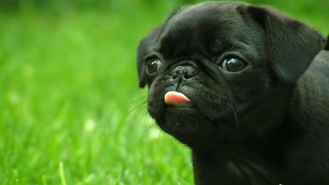 可愛黑色動圖 桌布 壁紙 — 一隻黑色巴哥犬幼犬伸出粉紅色舌頭，坐在鮮綠色的草地上，好奇地向上看。