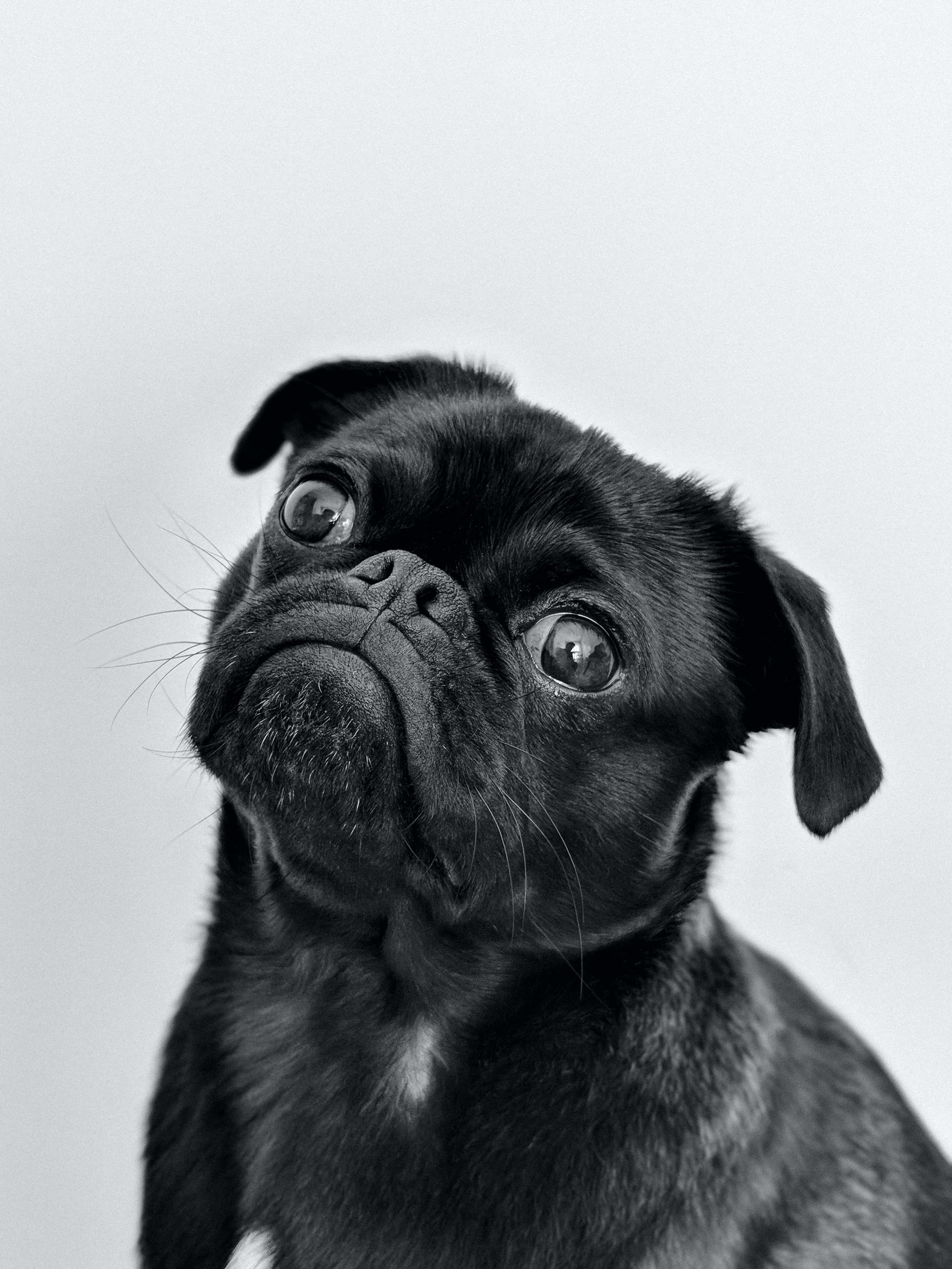 Pug 桌布 壁紙 — 一隻黑色巴哥犬幼犬在純白背景前，睜著好奇的大眼睛向上凝視，形成一幅引人注目的單色肖像。