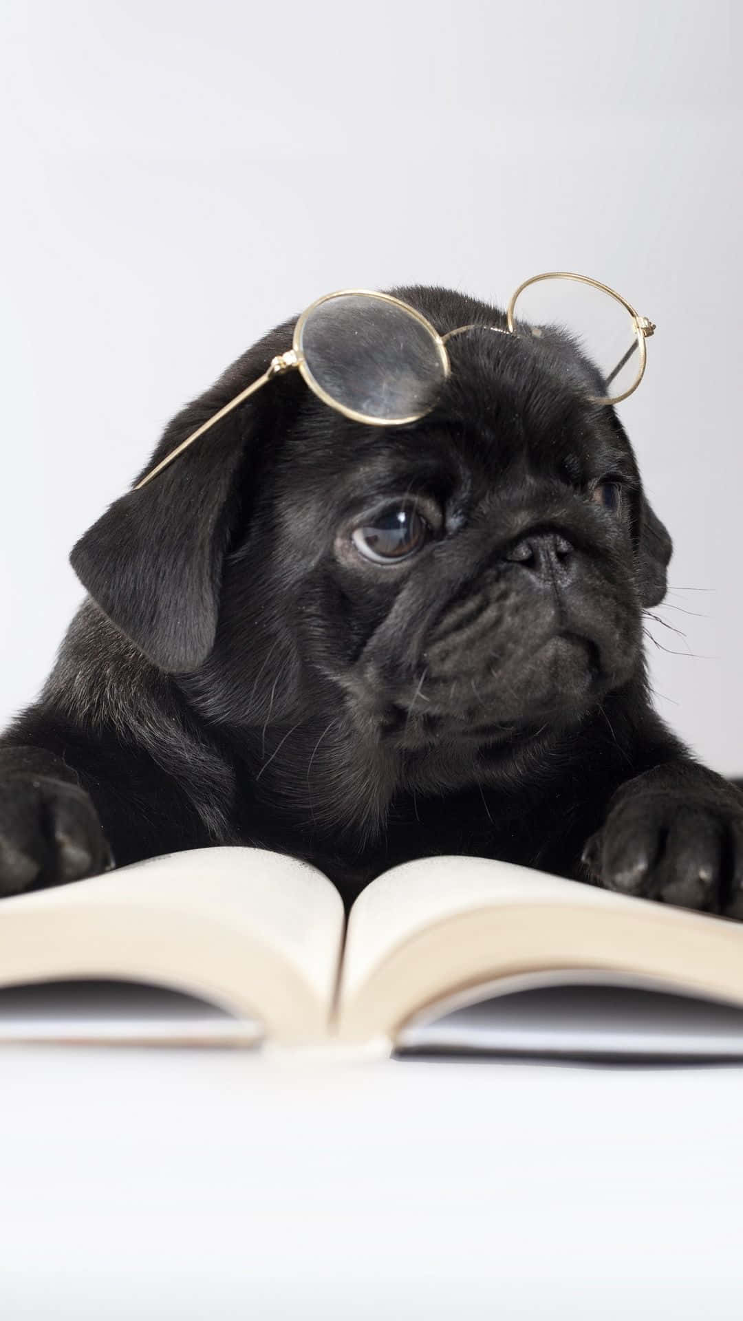 Dog iPhone 桌布 壁紙 — 一隻黑色巴哥犬幼犬戴著金邊眼鏡，將爪子放在一本打開的書上，背景是純白色。