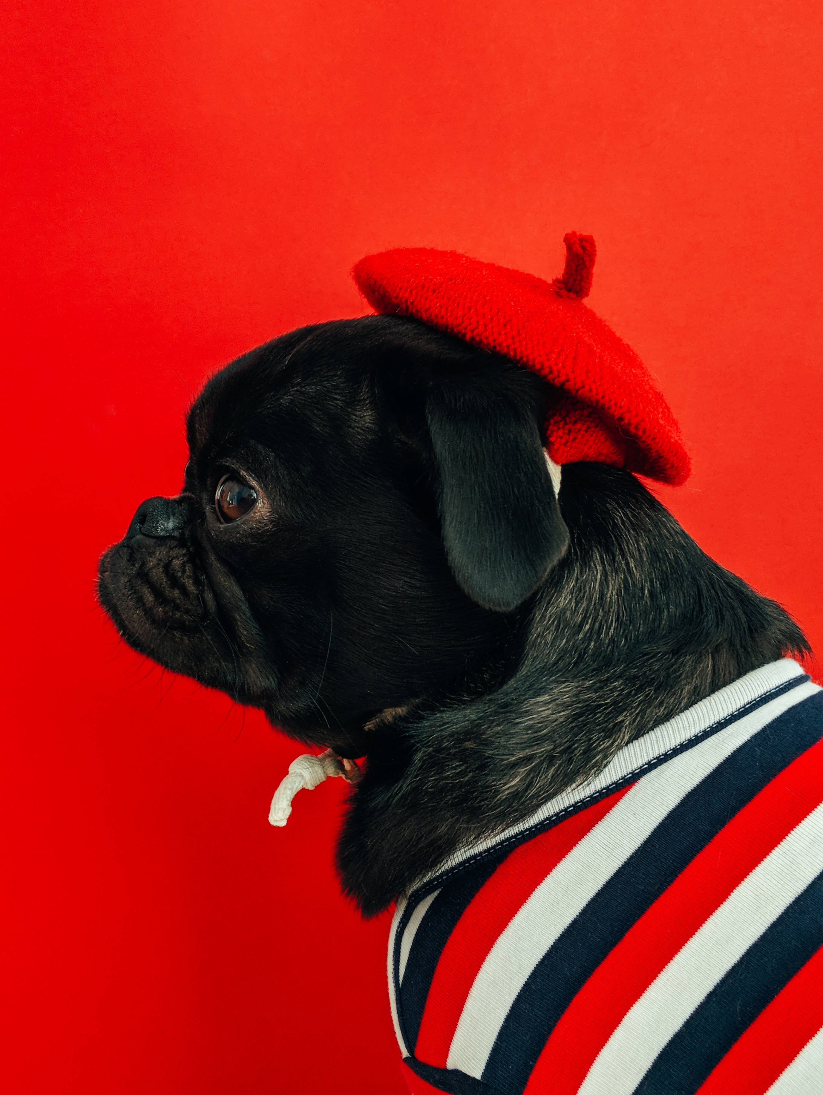 紅色動圖 桌布 壁紙 — 一隻黑色巴哥犬戴著紅色貝雷帽和條紋毛衣，在鮮紅色背景前擺姿勢。
