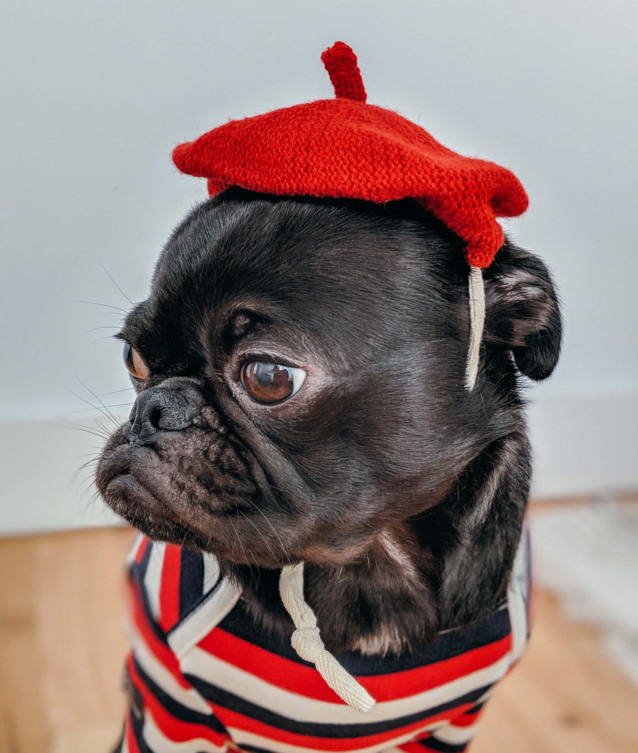 Dog Memes 桌布 壁紙 — 一隻黑色巴哥犬戴著紅色針織貝雷帽，穿著紅白藍條紋毛衣，若有所思地望向一旁。