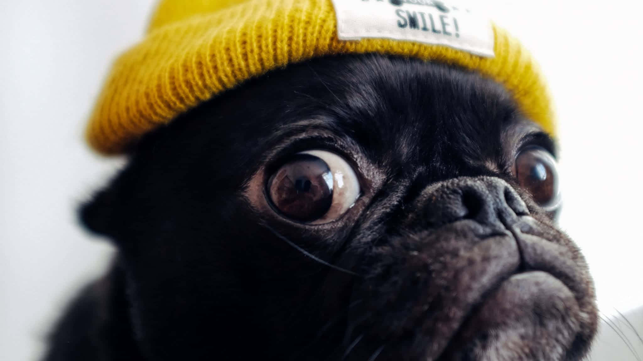 Silly Dog 桌布 壁紙 — 一隻黑色巴哥犬的特寫，眼睛睜大，戴著一頂帶有微笑圖案的亮黃色針織帽。