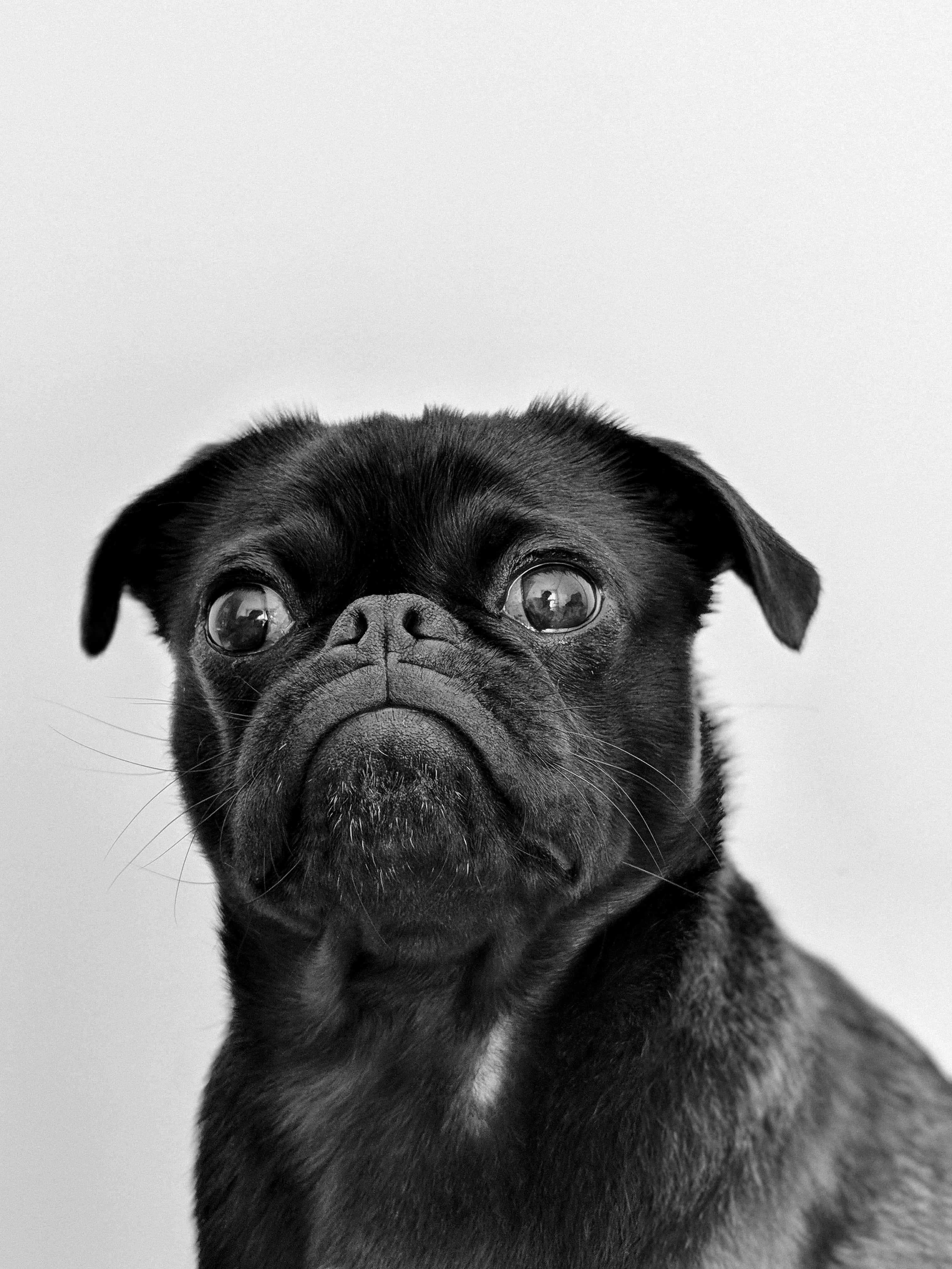 狗 桌布 壁紙 — 一隻黑色巴哥犬瞪大眼睛向上望，背景是純白色，形成一幅引人注目的黑白肖像。
