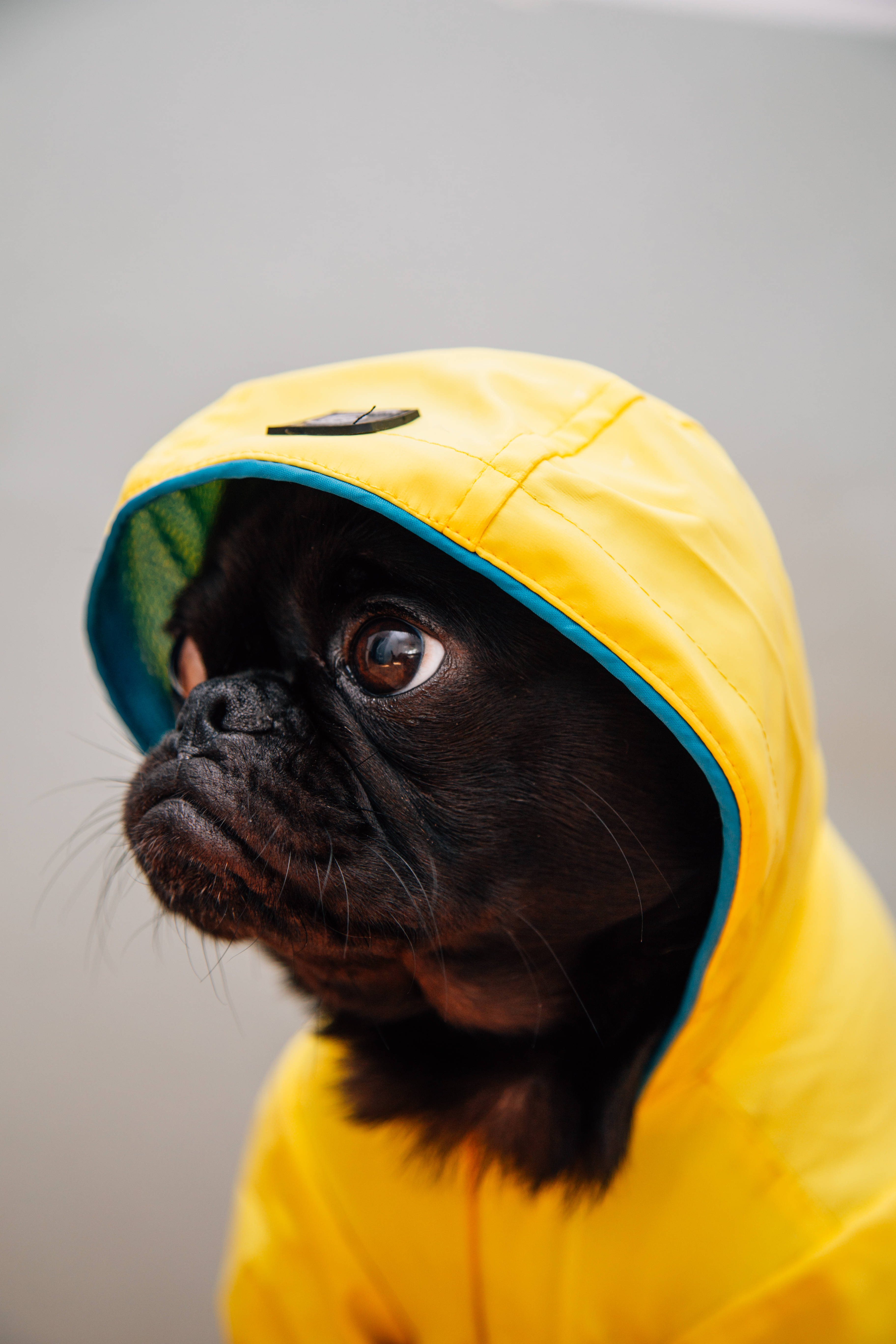 cute good morning 桌布 壁紙 — 一隻黑色巴哥犬穿著一件帶藍色飾邊的亮黃色雨衣，睜著大大的好奇眼睛向上看。