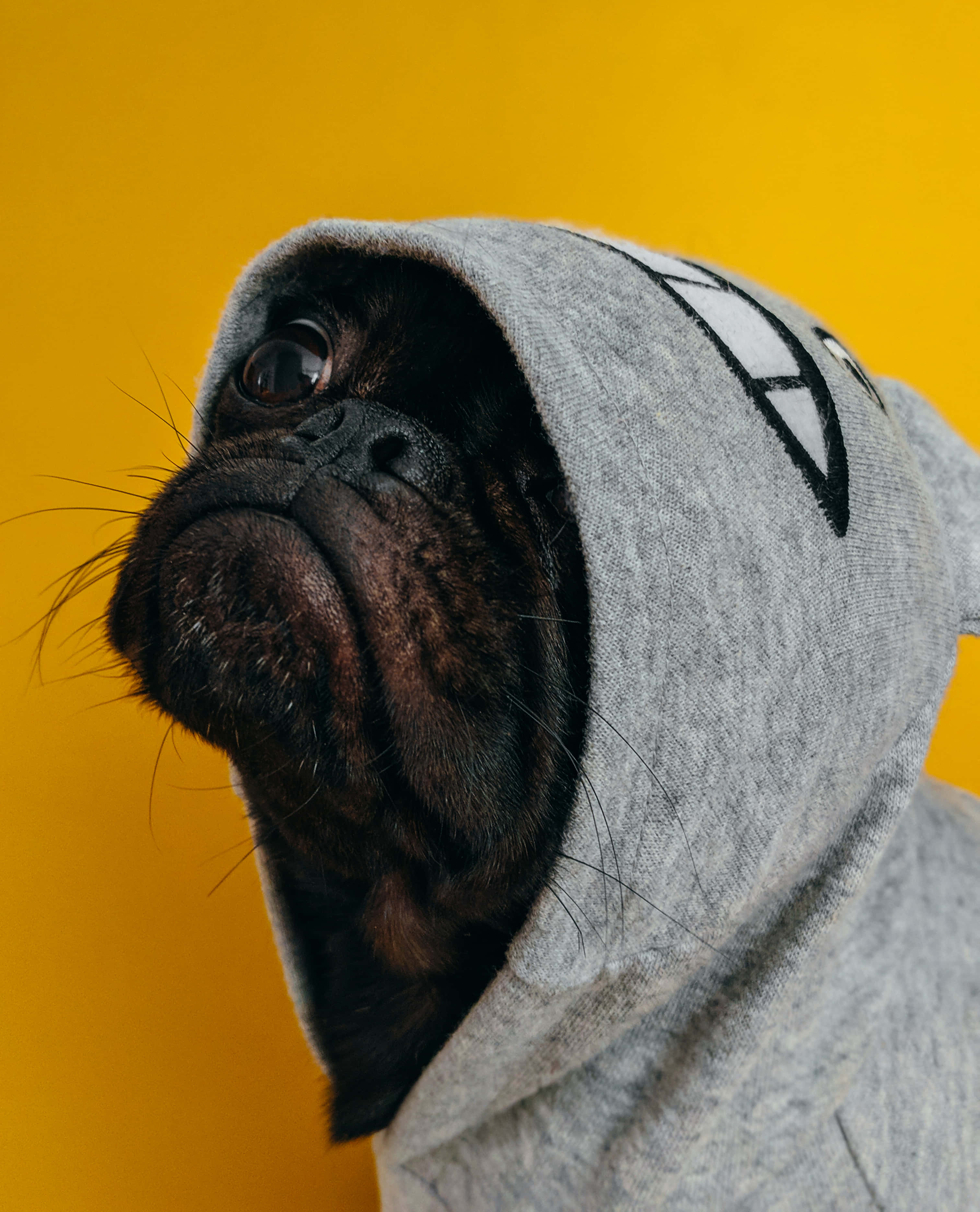 Dog Memes 桌布 壁紙 — 一隻黑色巴哥犬穿著帶有白色圖案的灰色連帽衫，在鮮黃色背景前向上看。