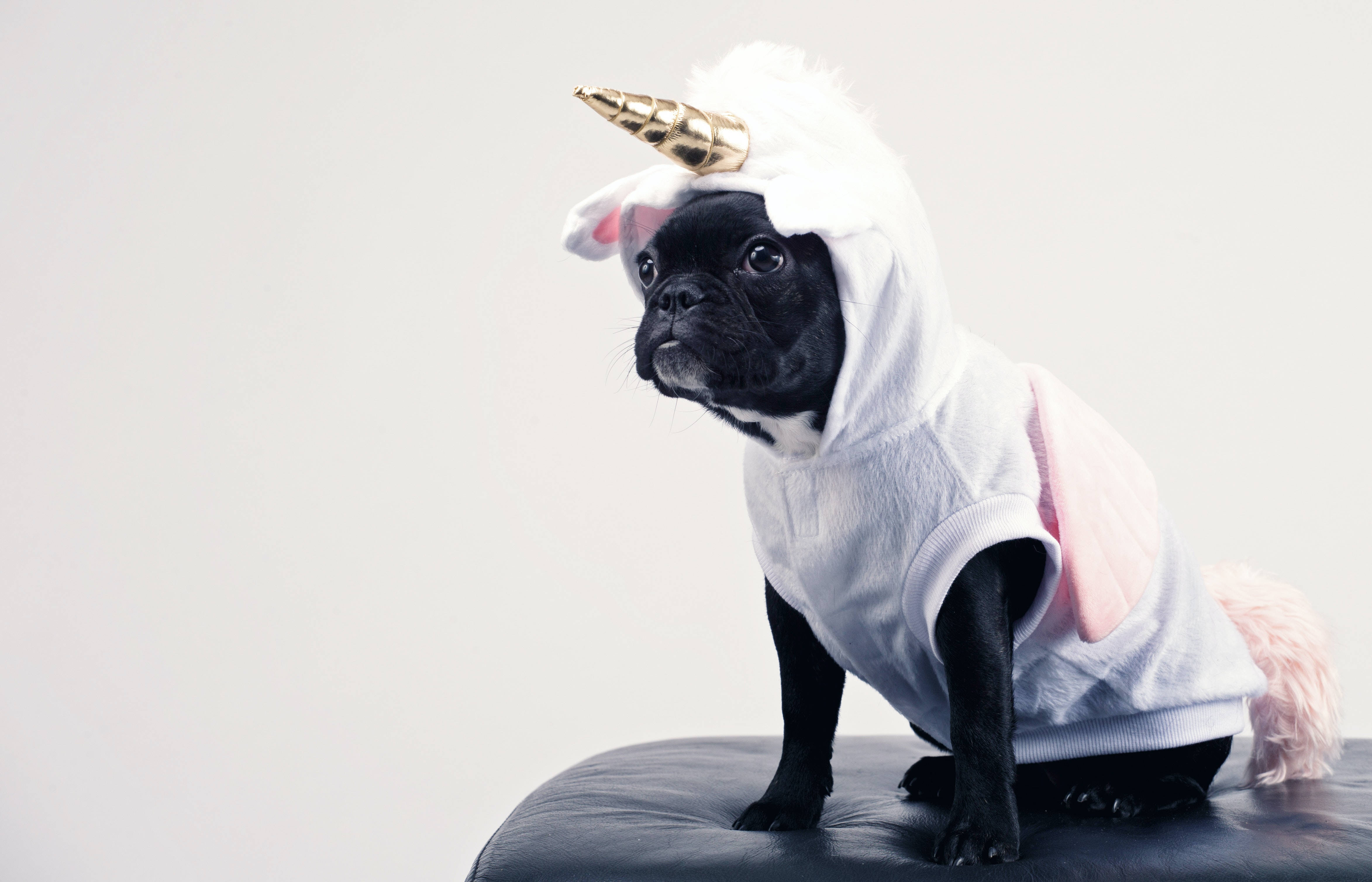 小狗 桌布 壁紙 — 一隻黑色巴哥犬穿著帶有金色角的白色獨角獸服裝，威嚴地坐在白色背景前的黑色皮革 Ottoman 上。
