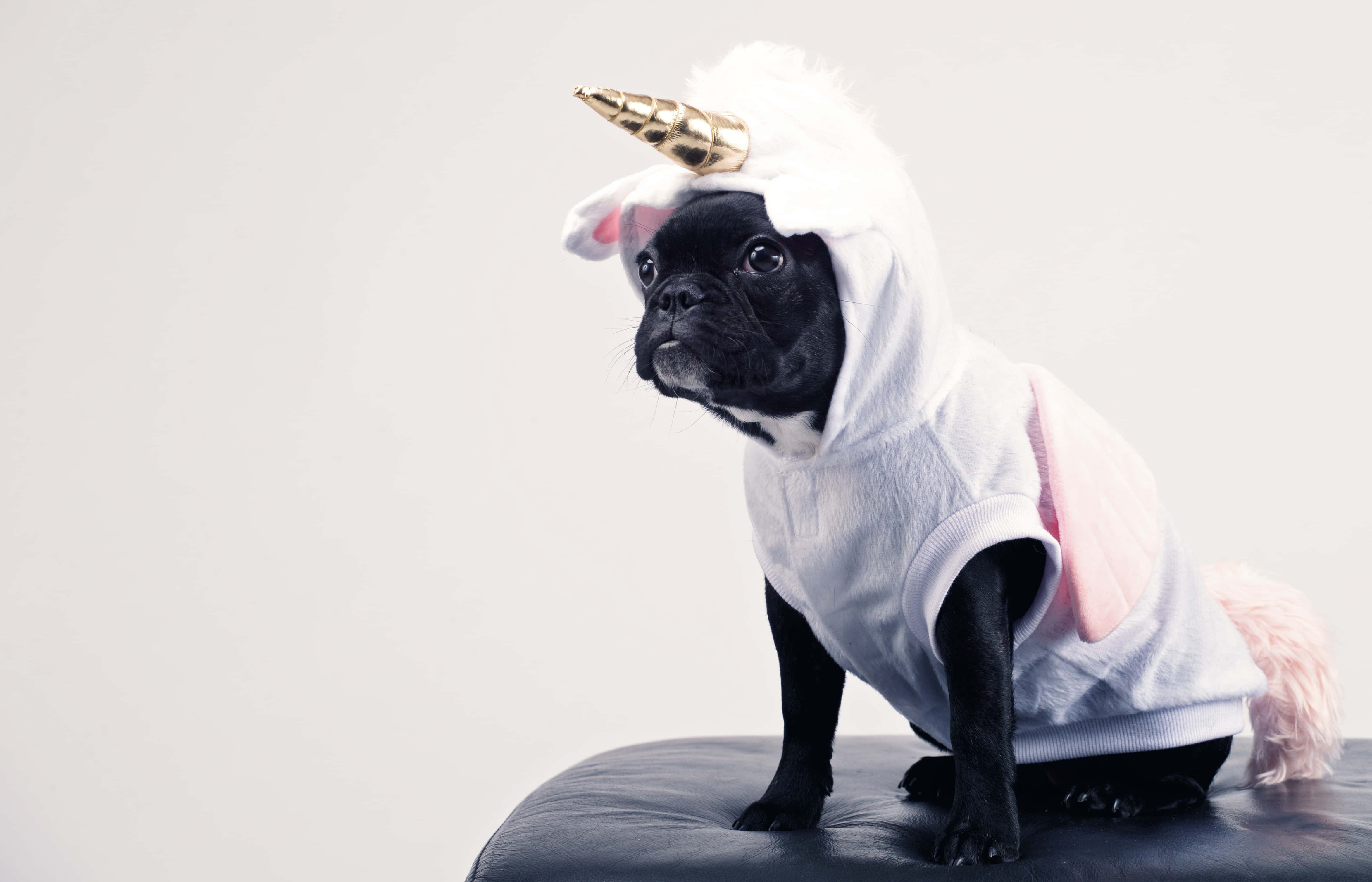 Unicorn Coloring 桌布 壁紙 — 一隻黑色巴哥犬穿著白色獨角獸服裝，帶有金色角，坐在黑色皮革軟凳上，背景為純白色。