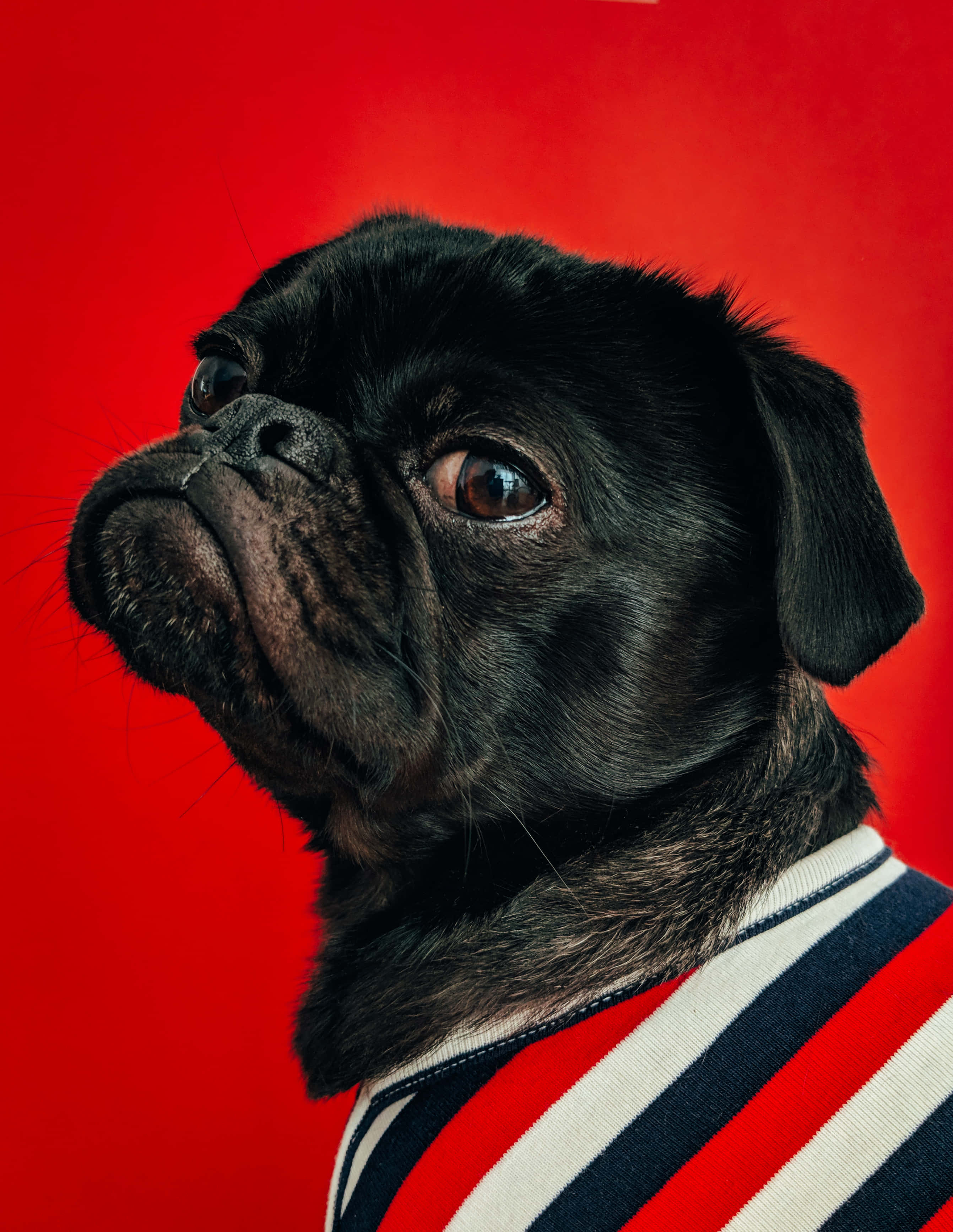 可愛動物動圖 桌布 壁紙 — 一隻黑色巴哥犬穿著紅白藍條紋毛衣，在鮮紅色背景前向上凝視。