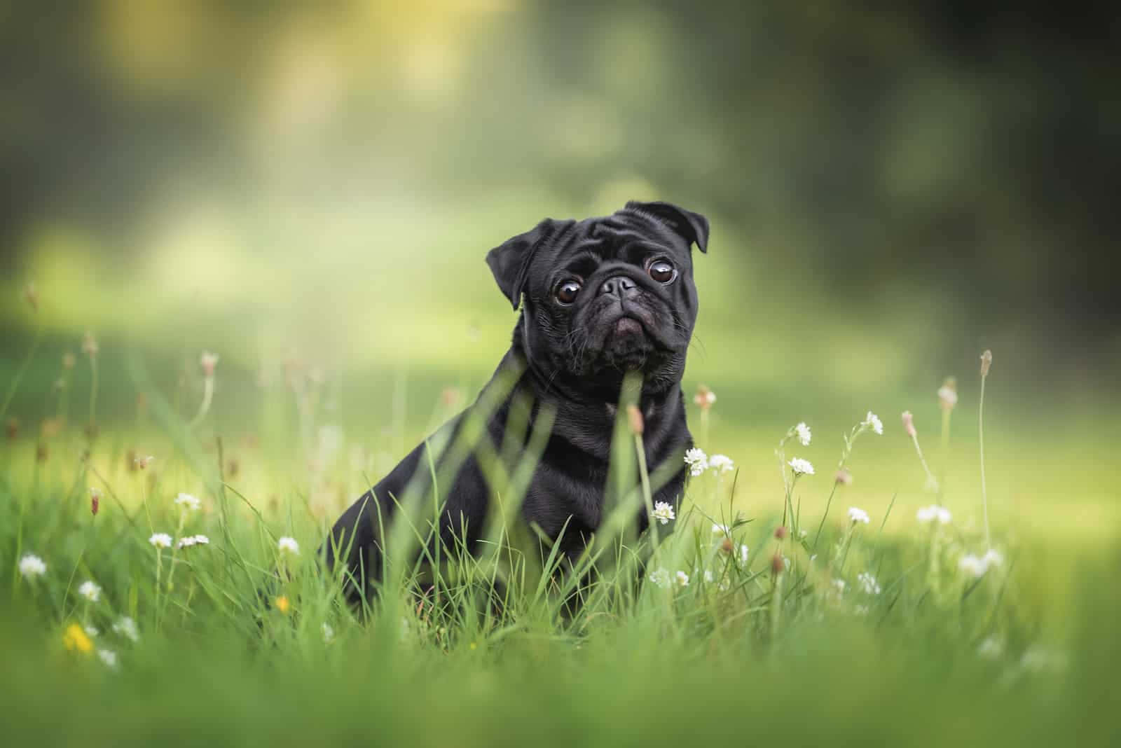 狗 桌布 壁紙 — 一隻黑色巴哥犬警覺地坐在陽光明媚的草地上，草地有綠草和白色野花，背景柔和模糊。