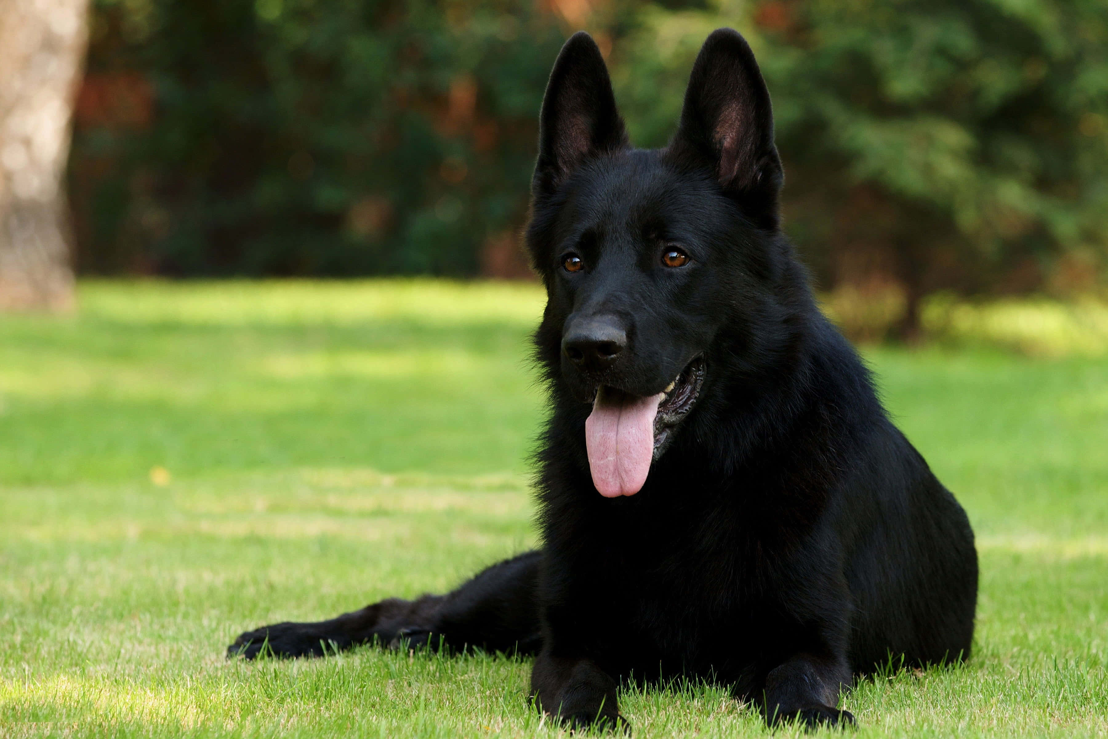 German Shepherd 桌布 壁紙 — 一隻黑色德國牧羊犬放鬆地躺在鮮綠色的草地上，舌頭伸出，周圍是明亮的日光下模糊的樹木。