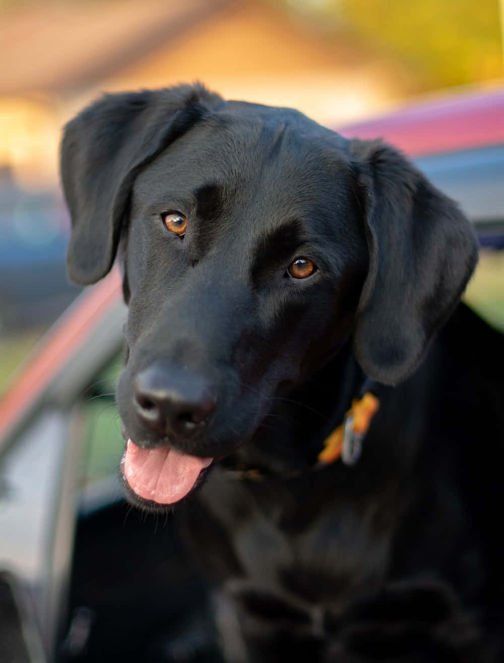 Labrador 桌布 壁紙 — 一隻黑色拉布拉多，有著溫暖的琥珀色眼睛和伸出粉紅色舌頭，從車窗看起來很開心。