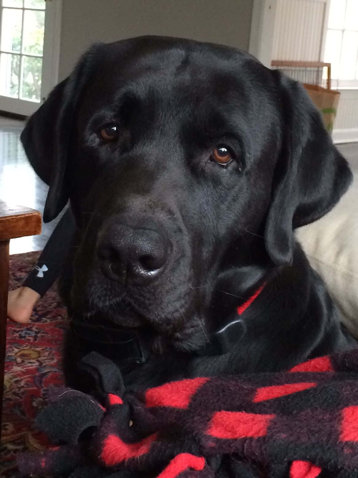 Labrador 桌布 壁紙 — 一隻黑色拉布拉多尋回犬的特寫，擁有溫暖的棕色眼睛，在室內的紅黑格紋毯上休息。