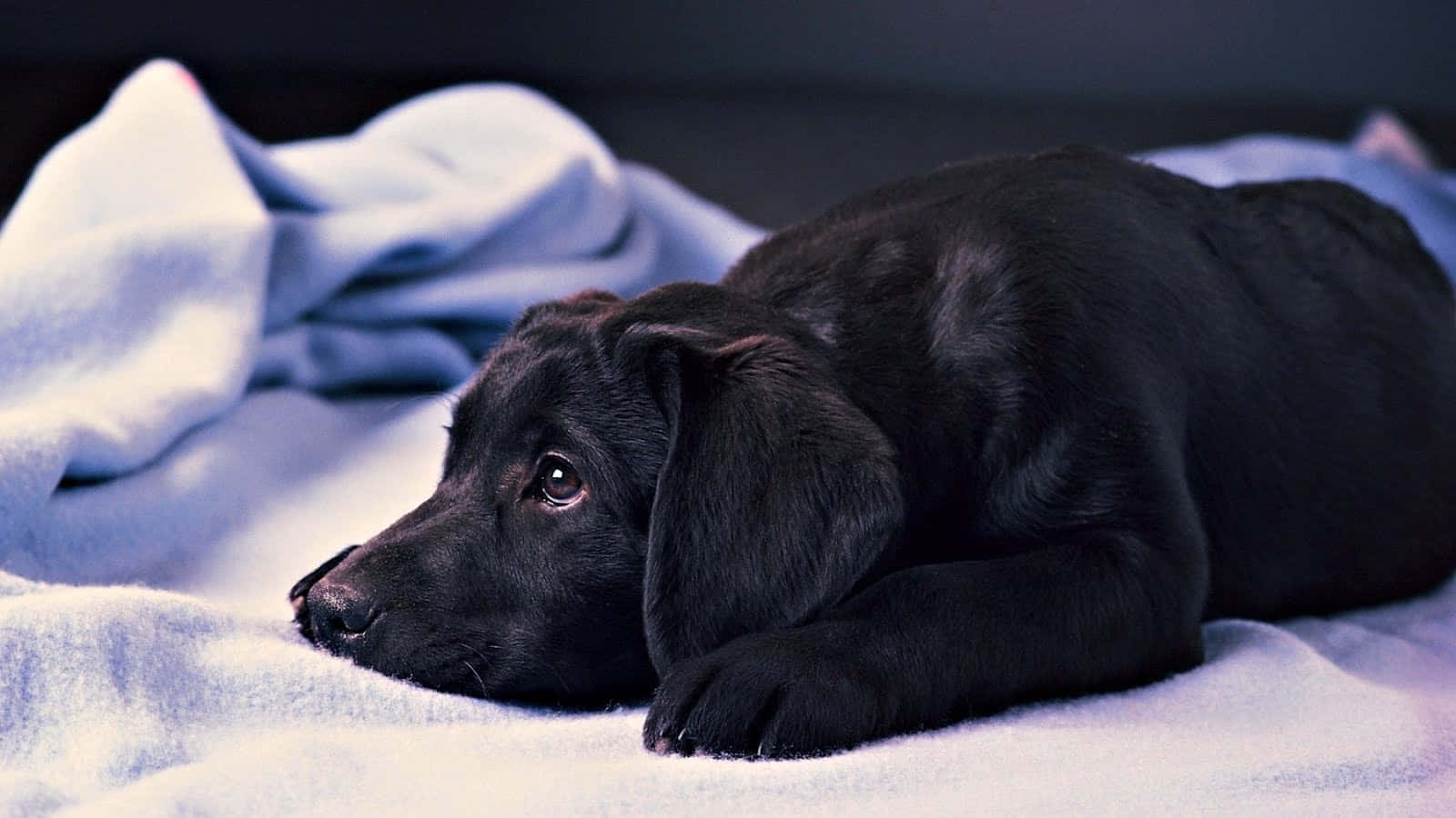 狗 桌布 壁紙 — 一隻黑色拉布拉多幼犬在柔軟的藍色毯子上平靜地休息，柔和的光線突顯其毛髮質感。