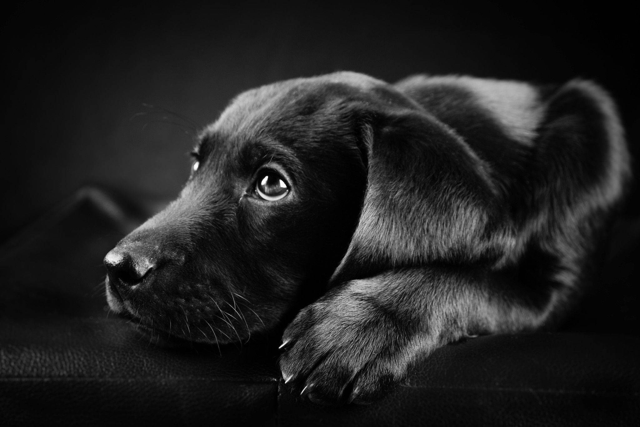 可愛狗狗 桌布 壁紙 — 一隻黑色拉布拉多幼犬將頭放在深色表面上，眼睛在單色肖像中閃爍著柔和焦點。