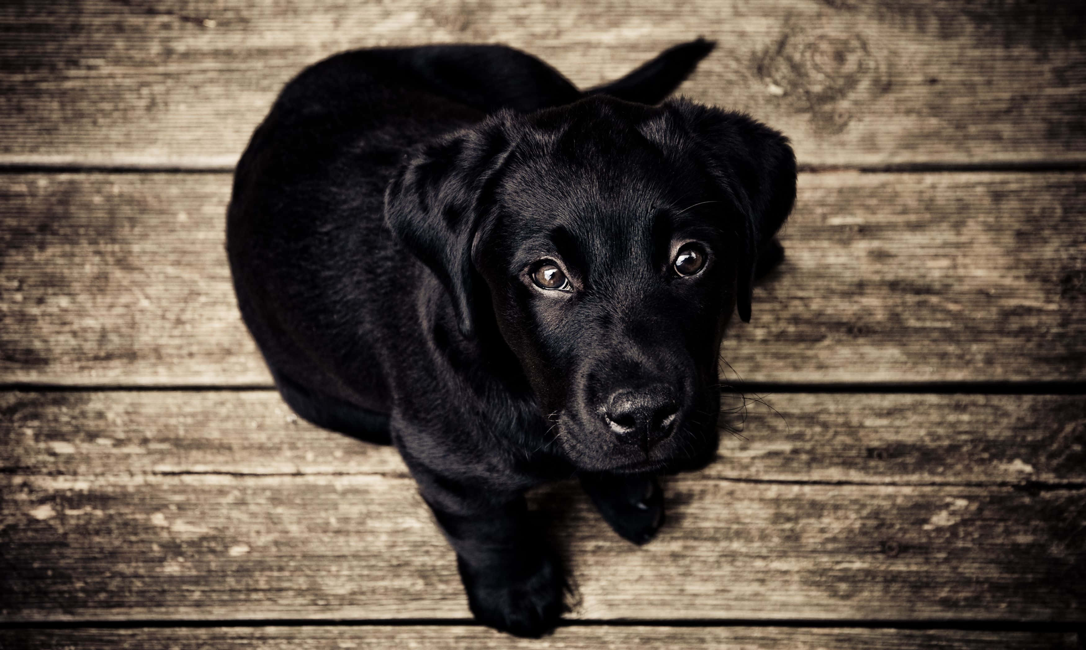 狗 桌布 壁紙 — 一隻黑色拉布拉多幼犬從經風化的木地板上睜大眼睛向上望。
