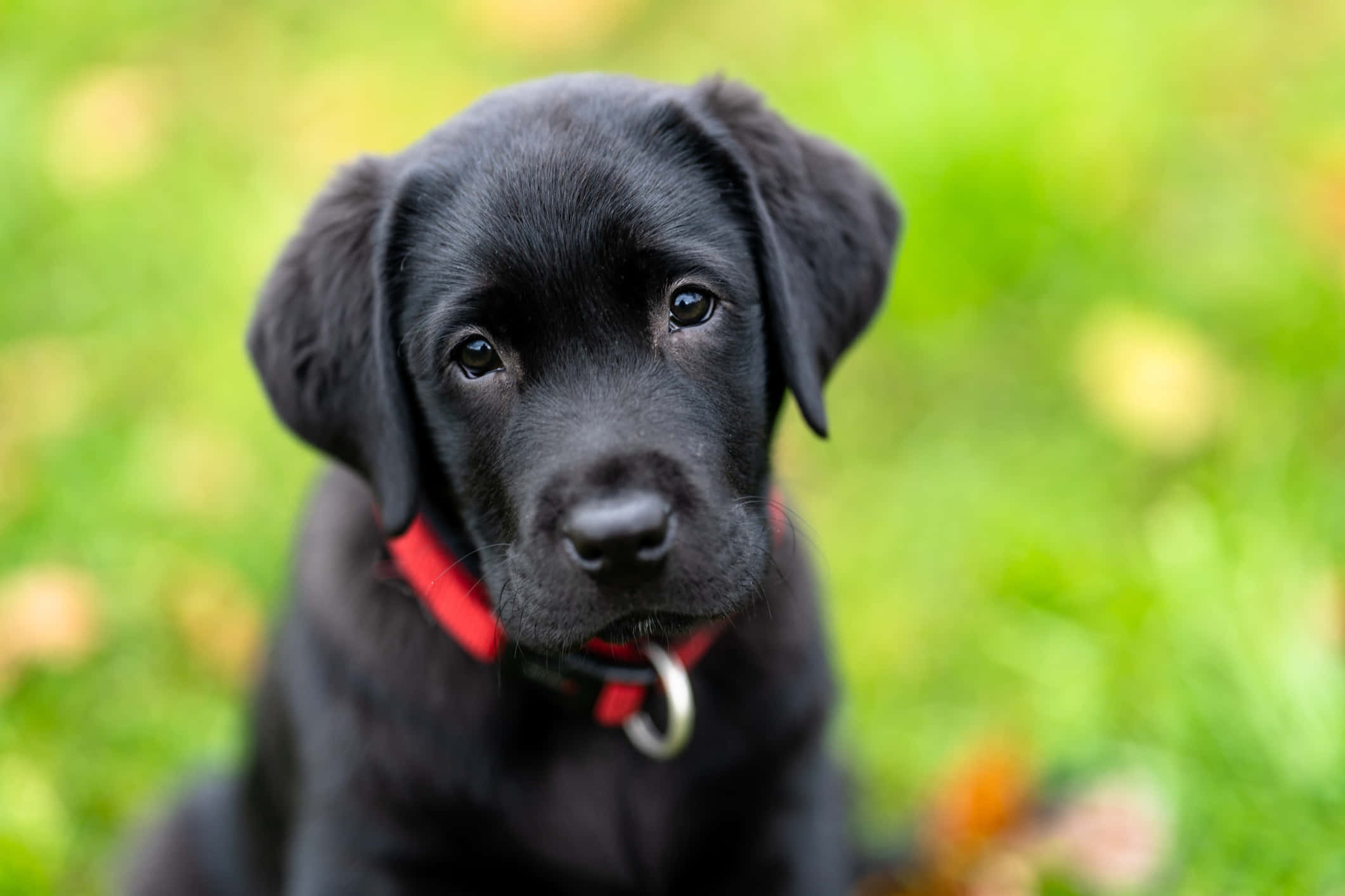 Labrador 桌布 壁紙 — 一隻黑色拉布拉多幼犬的特寫，有大大的深色眼睛和紅色項圈，坐在模糊的綠色草地上。