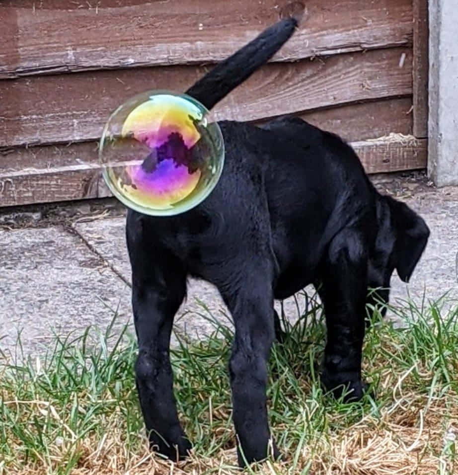 動物 桌布 壁紙 — 一隻黑色拉布拉多幼犬站在草地上，背上黏著一個巨大的彩虹色肥皂泡，旁邊是木柵欄。