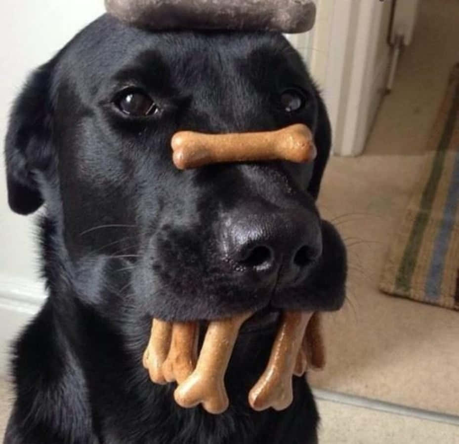 狗 桌布 壁紙 — 一隻黑色拉布拉多犬，鼻子上平衡著一根骨頭，嘴裡含著多根骨頭，直視鏡頭。
