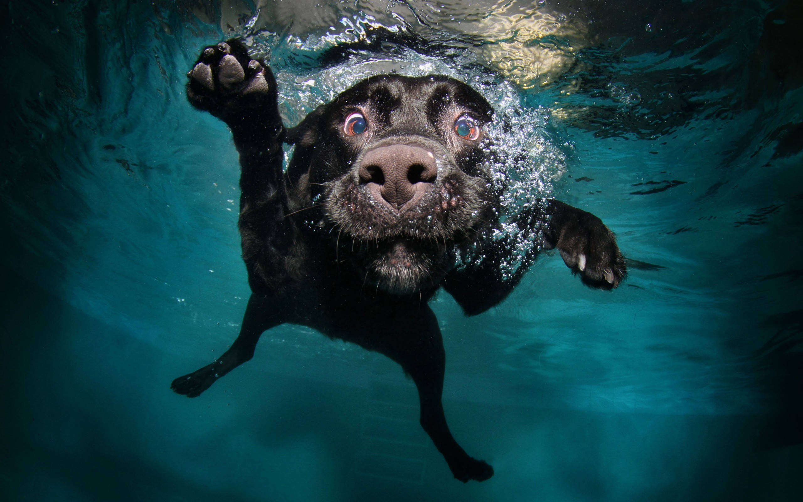 狗 桌布 壁紙 — 一隻黑色拉布拉多犬在泳池中睜大眼睛、舉起一隻爪子，在藍色水和氣泡中游泳。