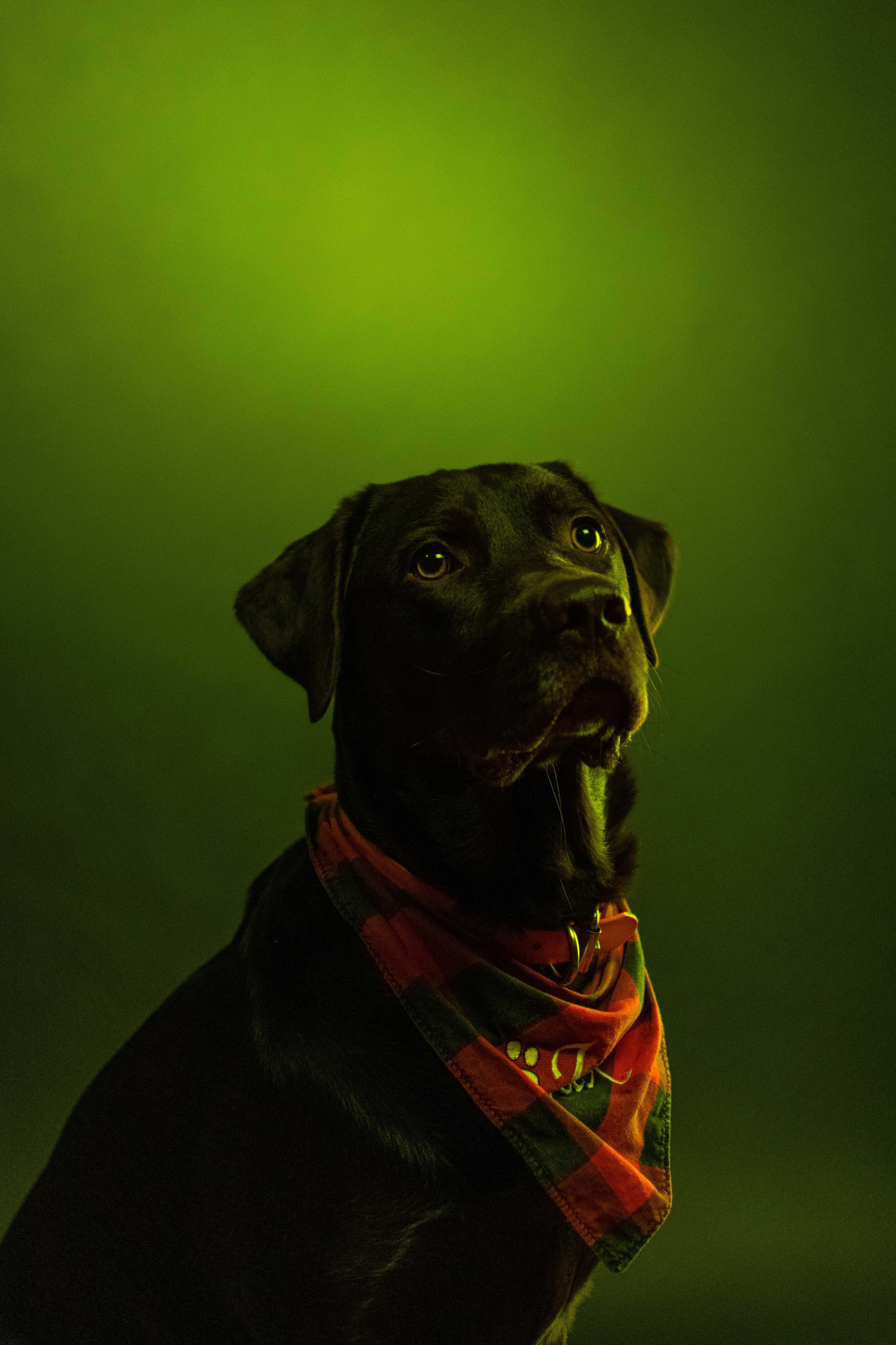攝影 桌布 壁紙 — 一隻黑色拉布拉多犬戴著紅色格子頭巾，在發光的綠色背景下向上凝視。