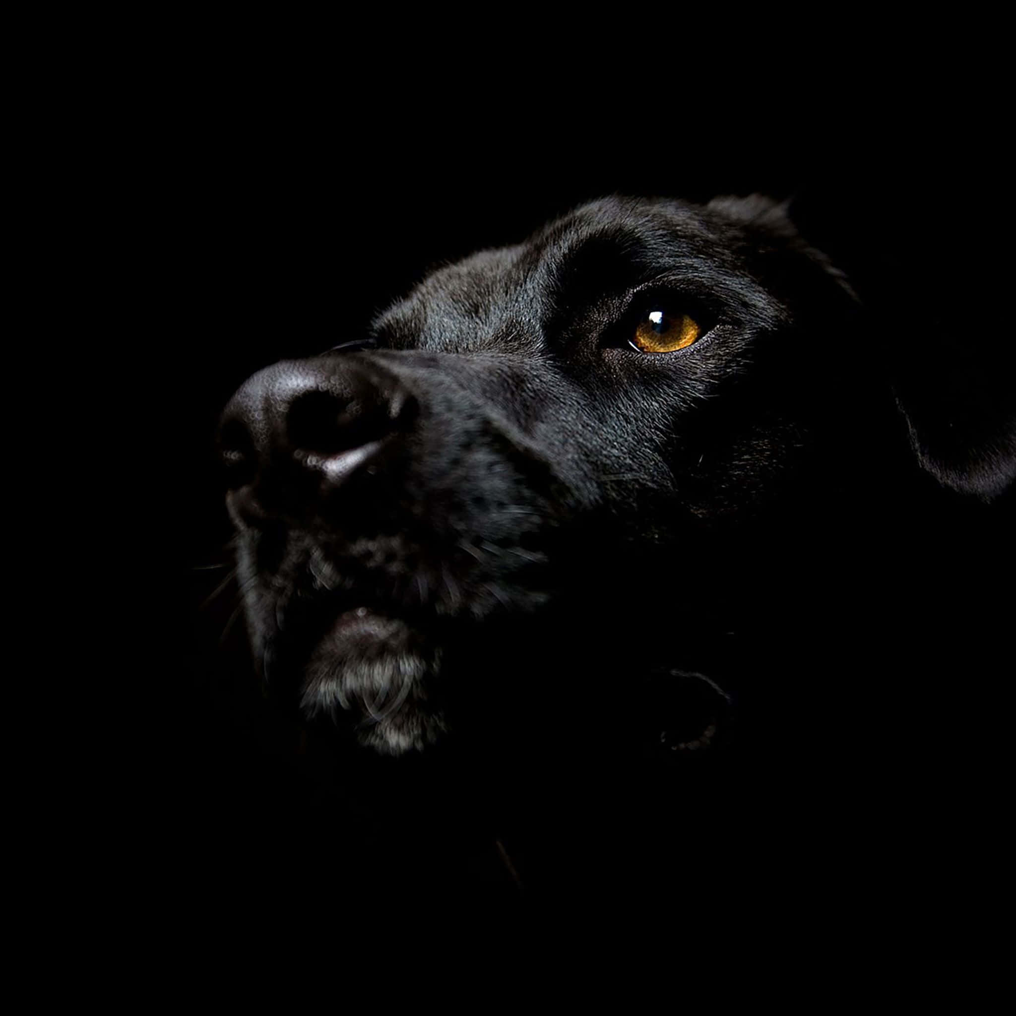 黑色 桌布 壁紙 — 一隻黑色拉布拉多犬的臉在純黑背景下被戲劇性地照亮，突顯其發光的琥珀色眼睛和紋理分明的毛髮。