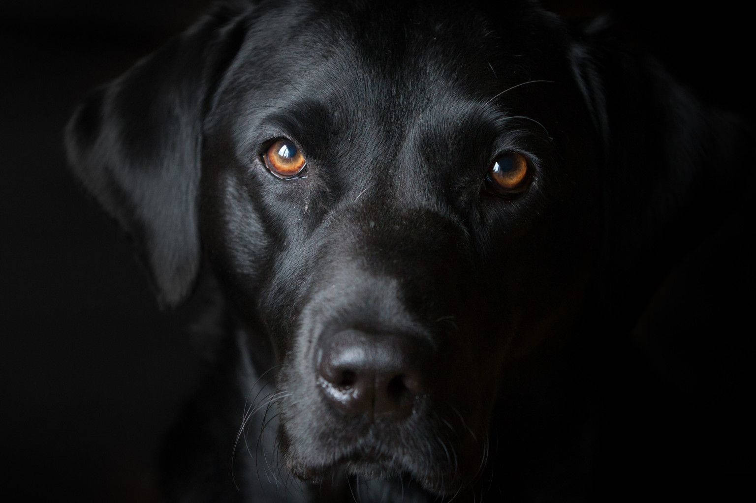 狗 桌布 壁紙 — 一隻黑色拉布拉多犬的臉部特寫，琥珀色眼睛在黑暗背景中閃閃發光。