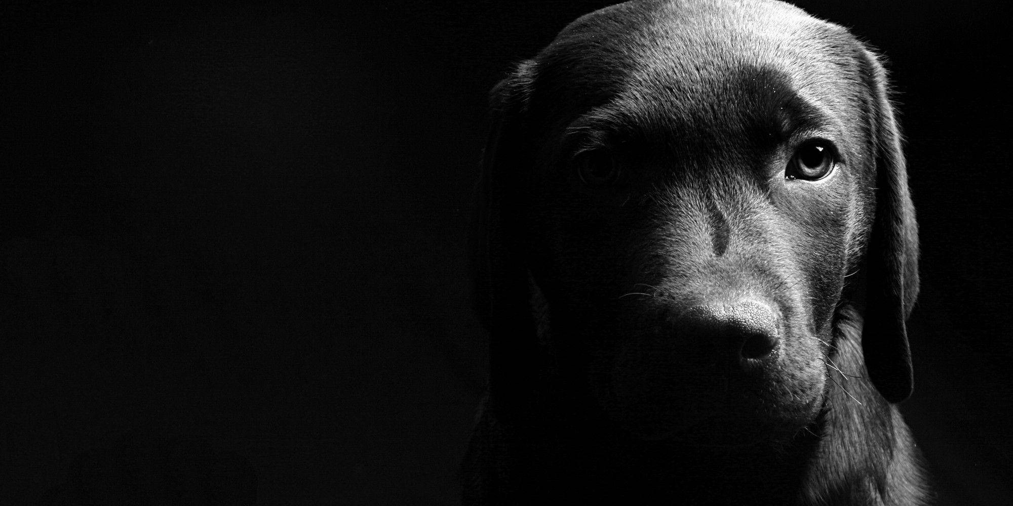 Dogs 桌布 壁紙 — 一隻黑色拉布拉多犬莊嚴的臉龐在漆黑背景下被戲劇性地照亮，形成高對比度的肖像。