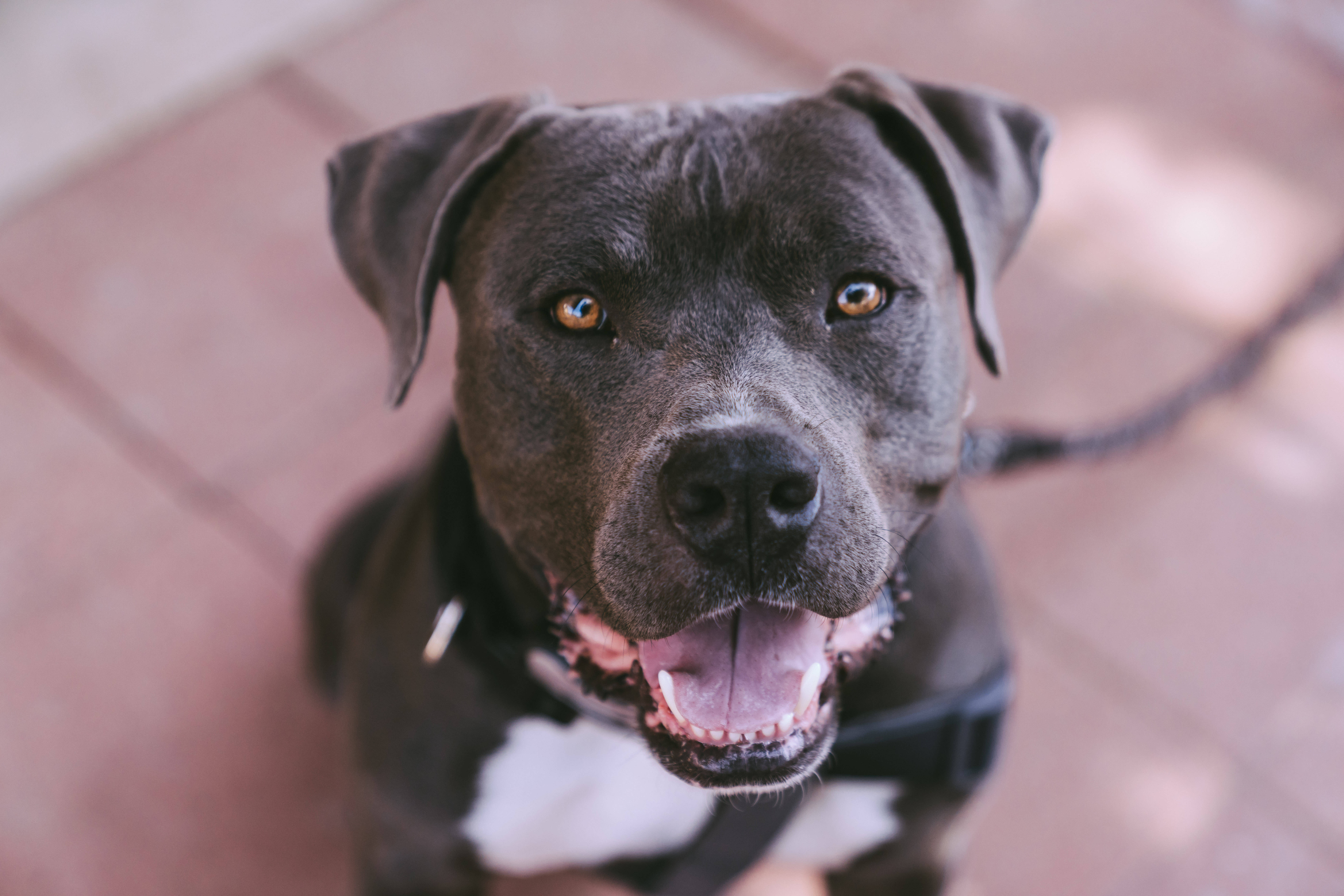 Pitbull 桌布 壁紙 — 一隻黑色比特犬，有著溫暖的琥珀色眼睛和白色胸斑，從瓷磚地板上開心地抬頭看。