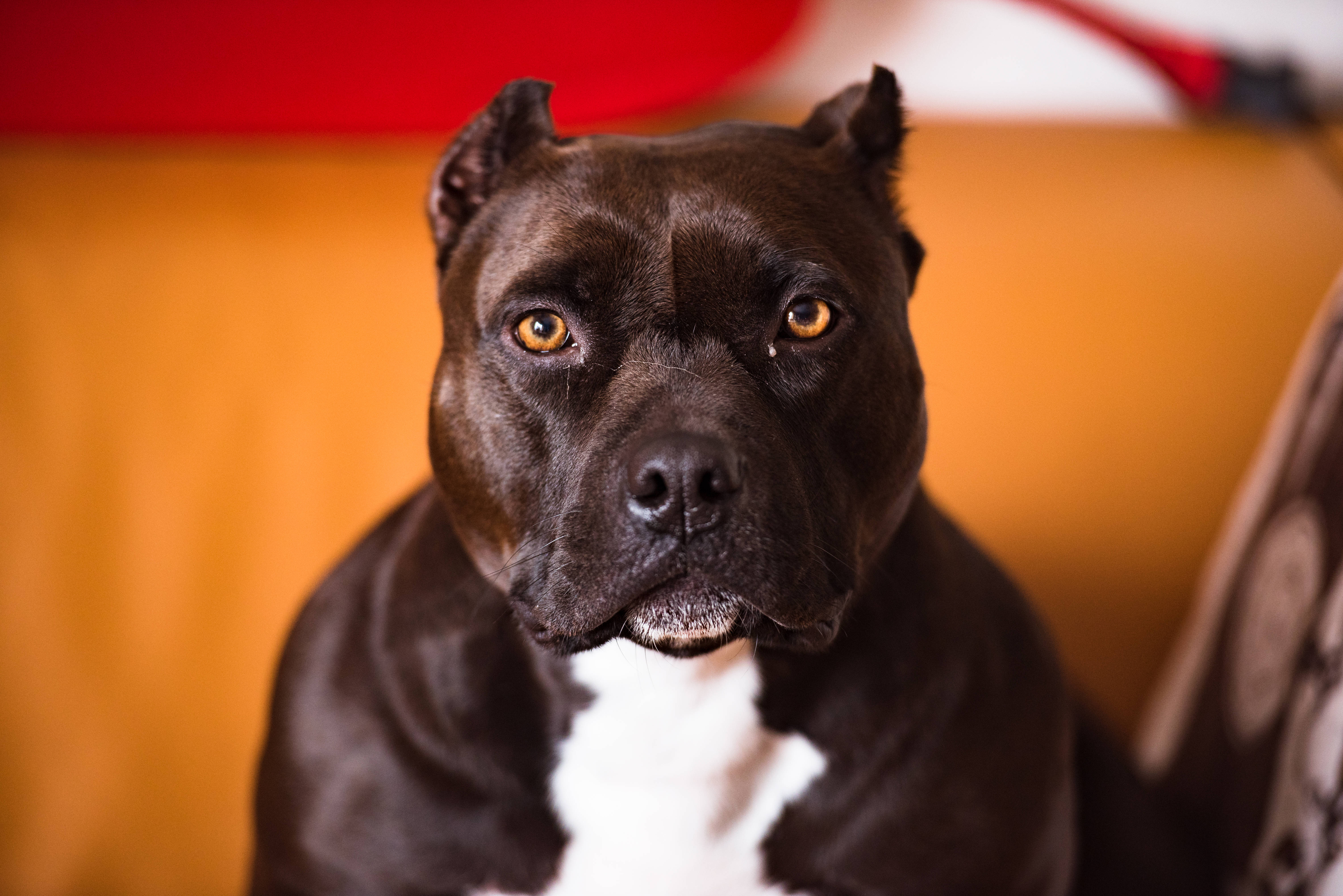 Pitbull 桌布 壁紙 — 一隻黑色比特犬的特寫，琥珀色眼睛，白色胸部，坐在橙色沙發上。