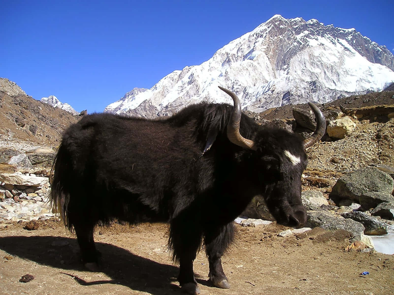 黑色氂牛，彎曲的角，站在岩石高地，靠近積雪覆蓋的山峰。 — Sidhu Moose Wala 壁紙