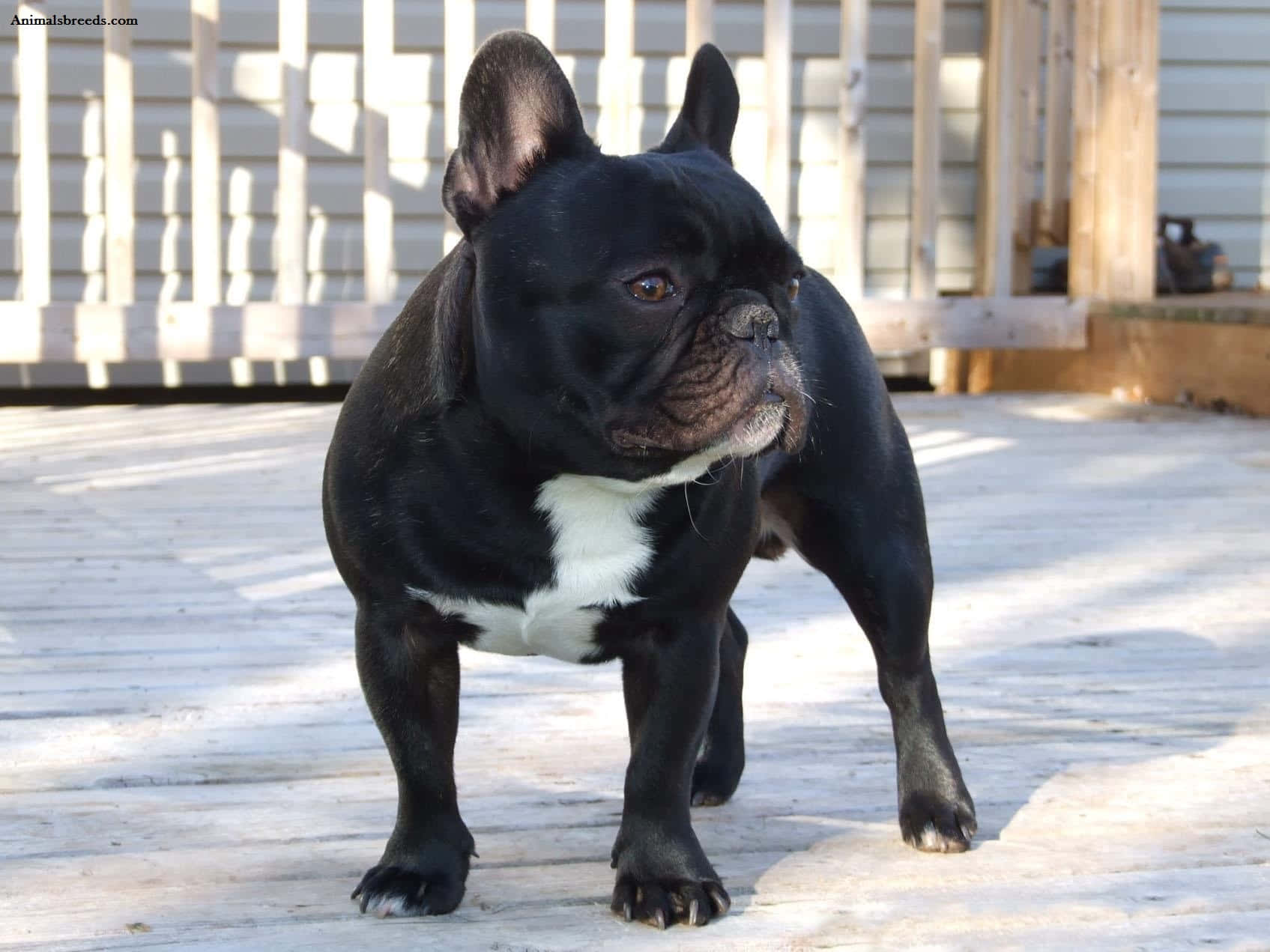 Bulldog 桌布 壁紙 — 一隻黑色法國鬥牛犬，胸前白色，在陽光普照的木甲板上警覺地站立。