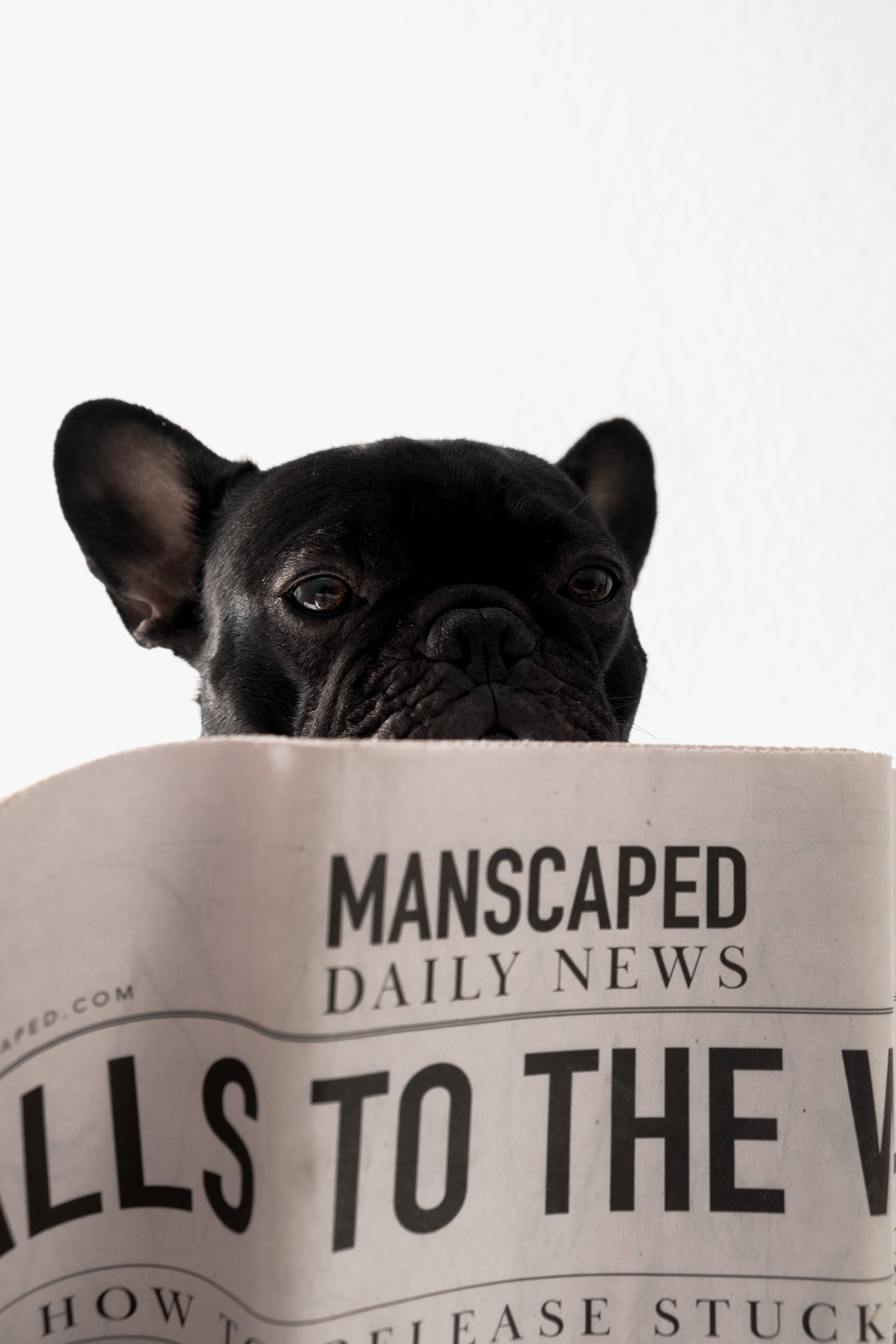 Bulldog 桌布 壁紙 — 一隻黑色法國鬥牛犬在純白色背景上，從一份名為「Manscaped Daily News」的報紙上方偷看。