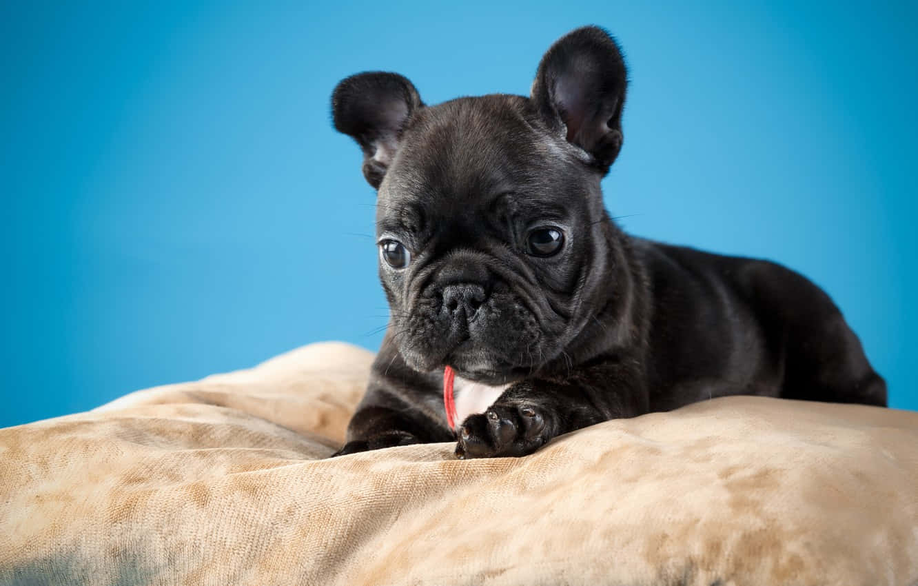 Bulldog 桌布 壁紙 — 一隻黑色法國鬥牛犬幼犬，大眼睛，在純藍色背景前的米色毯子上休息。