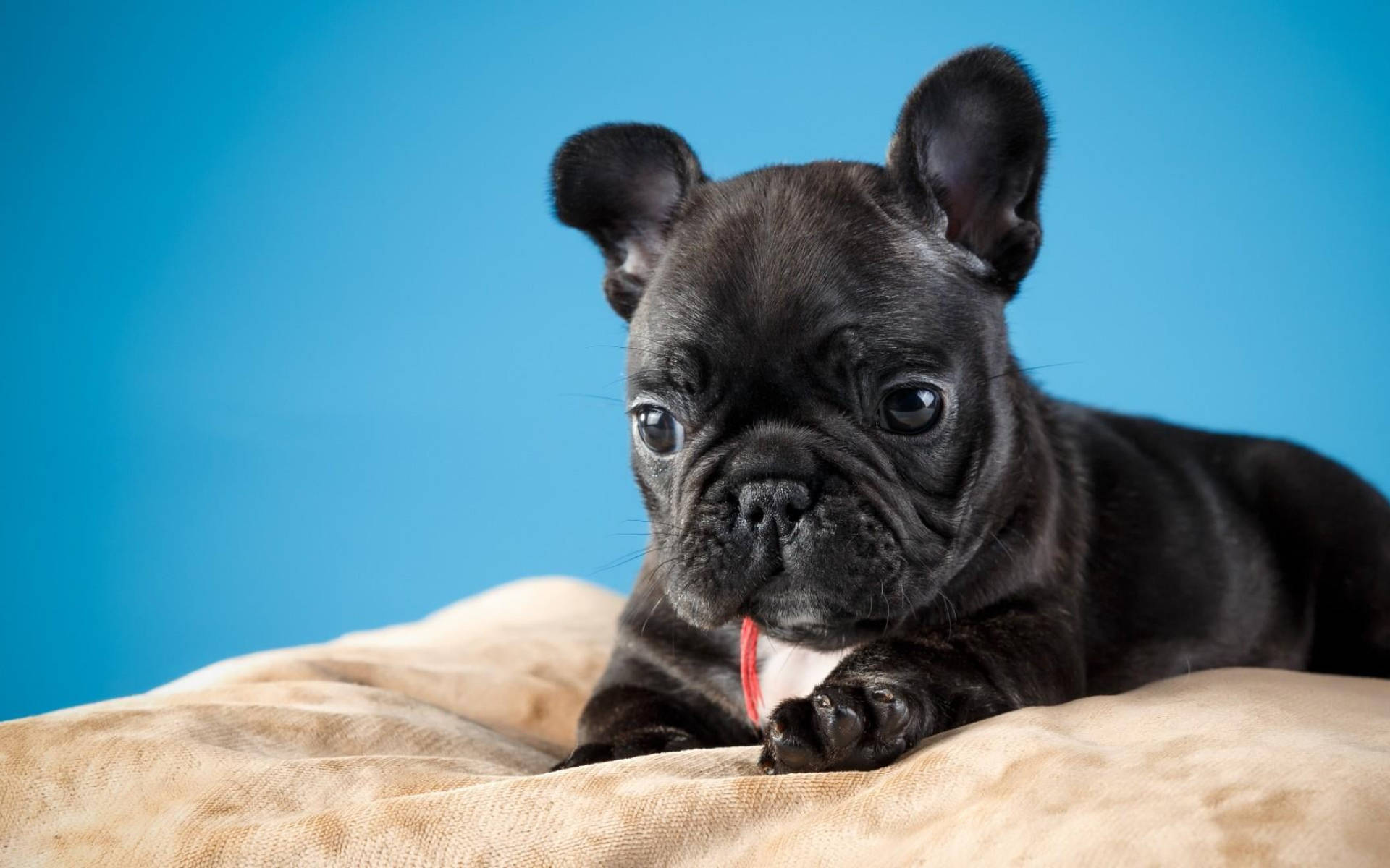 可愛黑色動圖 桌布 壁紙 — 一隻黑色法國鬥牛犬幼犬，大眼睛，在純藍色背景下的米色毯子上休息。