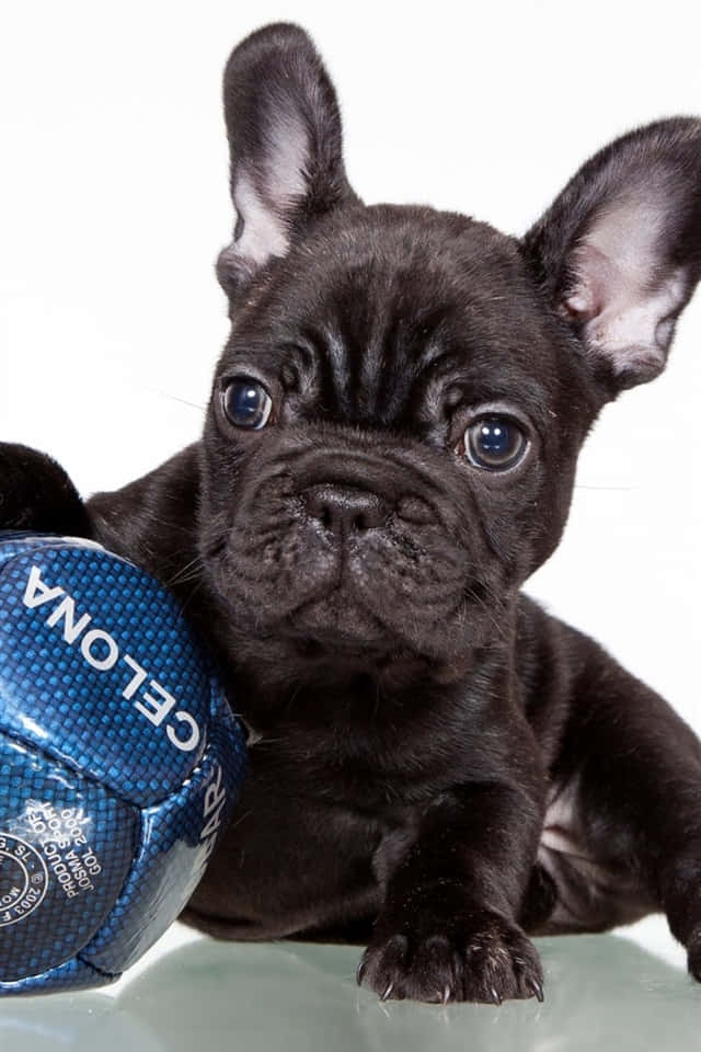 狗 桌布 壁紙 — 一隻黑色法國鬥牛犬幼犬，有著大大的藍色眼睛，在反光表面旁邊休息，旁邊有一個藍色足球。