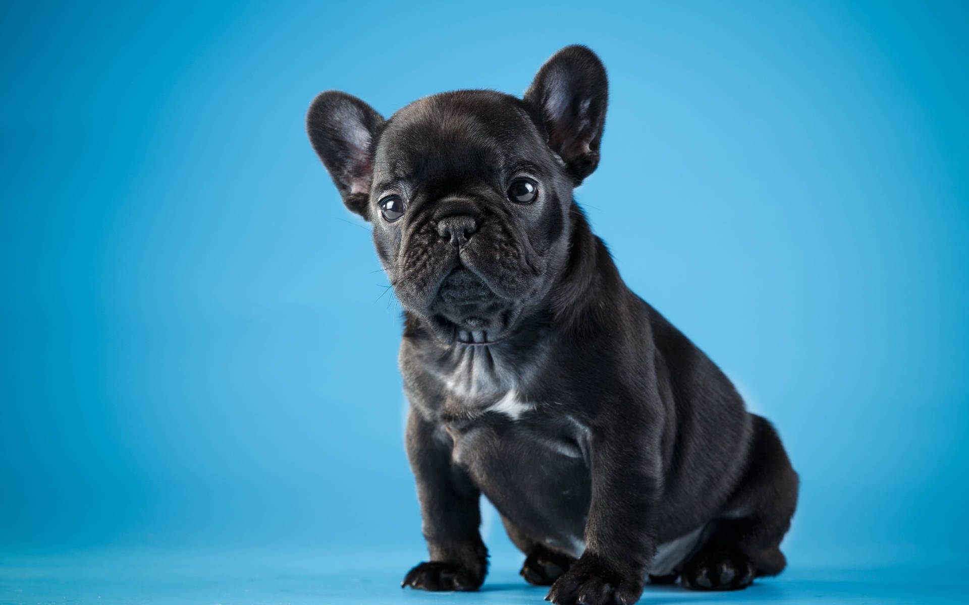可愛黑色動圖 桌布 壁紙 — 一隻黑色法國鬥牛犬幼犬，耳朵很大，在純藍色攝影棚背景前專注地坐著。