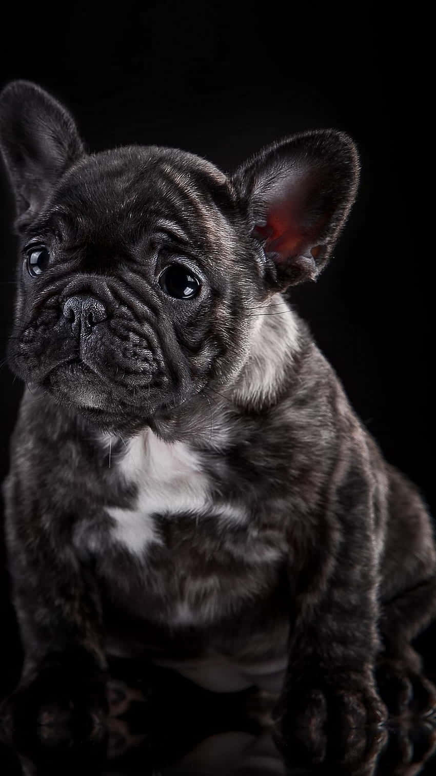 狗 桌布 壁紙 — 一隻黑色法國鬥牛犬幼犬，胸前有白色毛髮，坐在純黑背景前，大眼睛帶著天真好奇向上凝視。