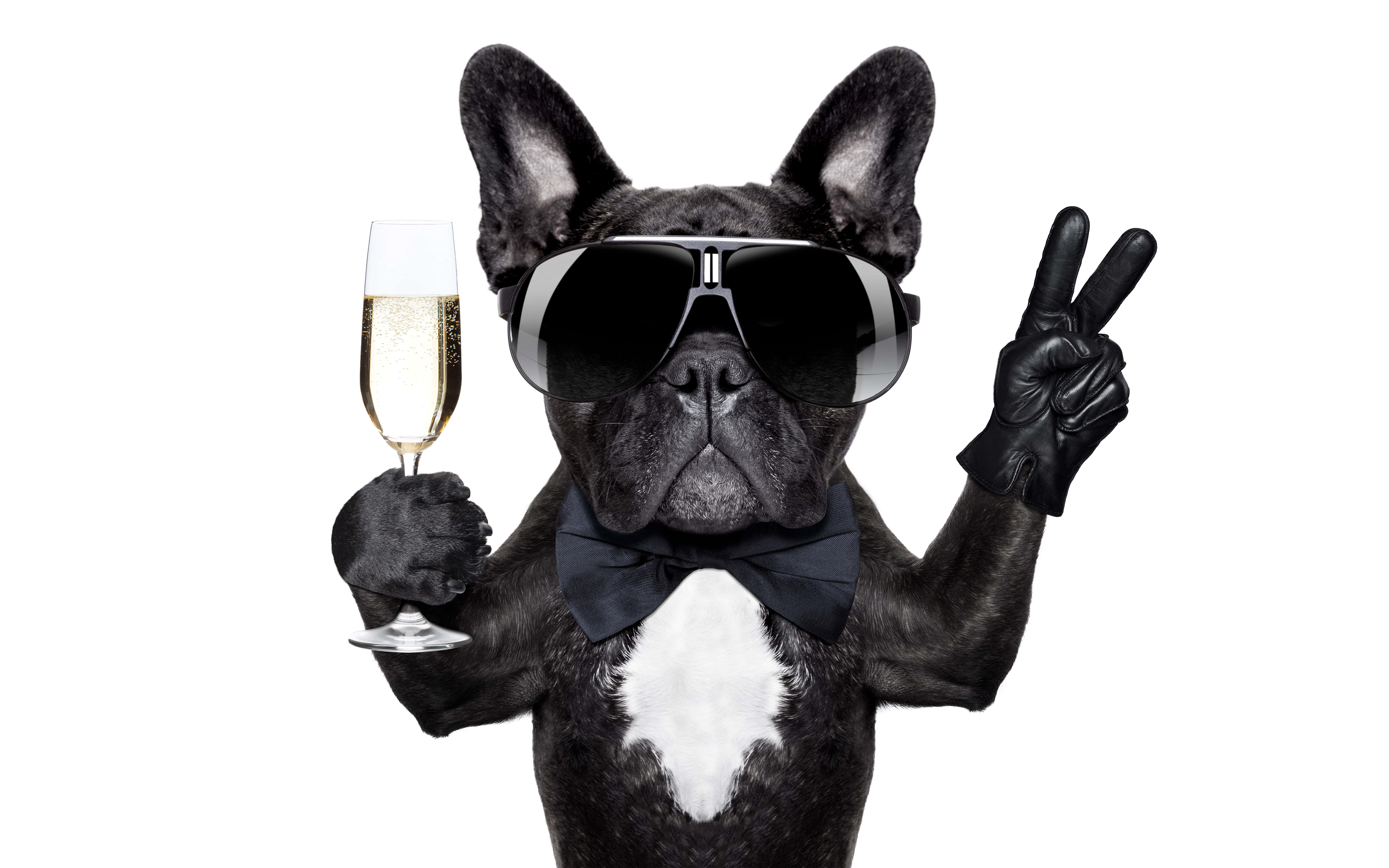 Sunglasses 桌布 壁紙 — 一隻黑色法國鬥牛犬戴著太陽眼鏡和領結，拿著香檳杯並比出和平手勢。