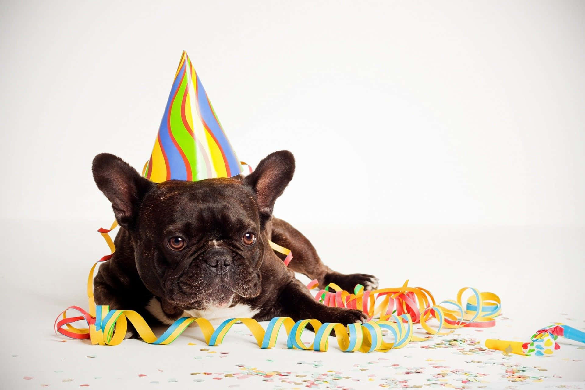 Birthday 桌布 壁紙 — 一隻黑色法國鬥牛犬戴著彩虹派對帽，躺在白色背景上的彩色拉炮和五彩紙屑中。