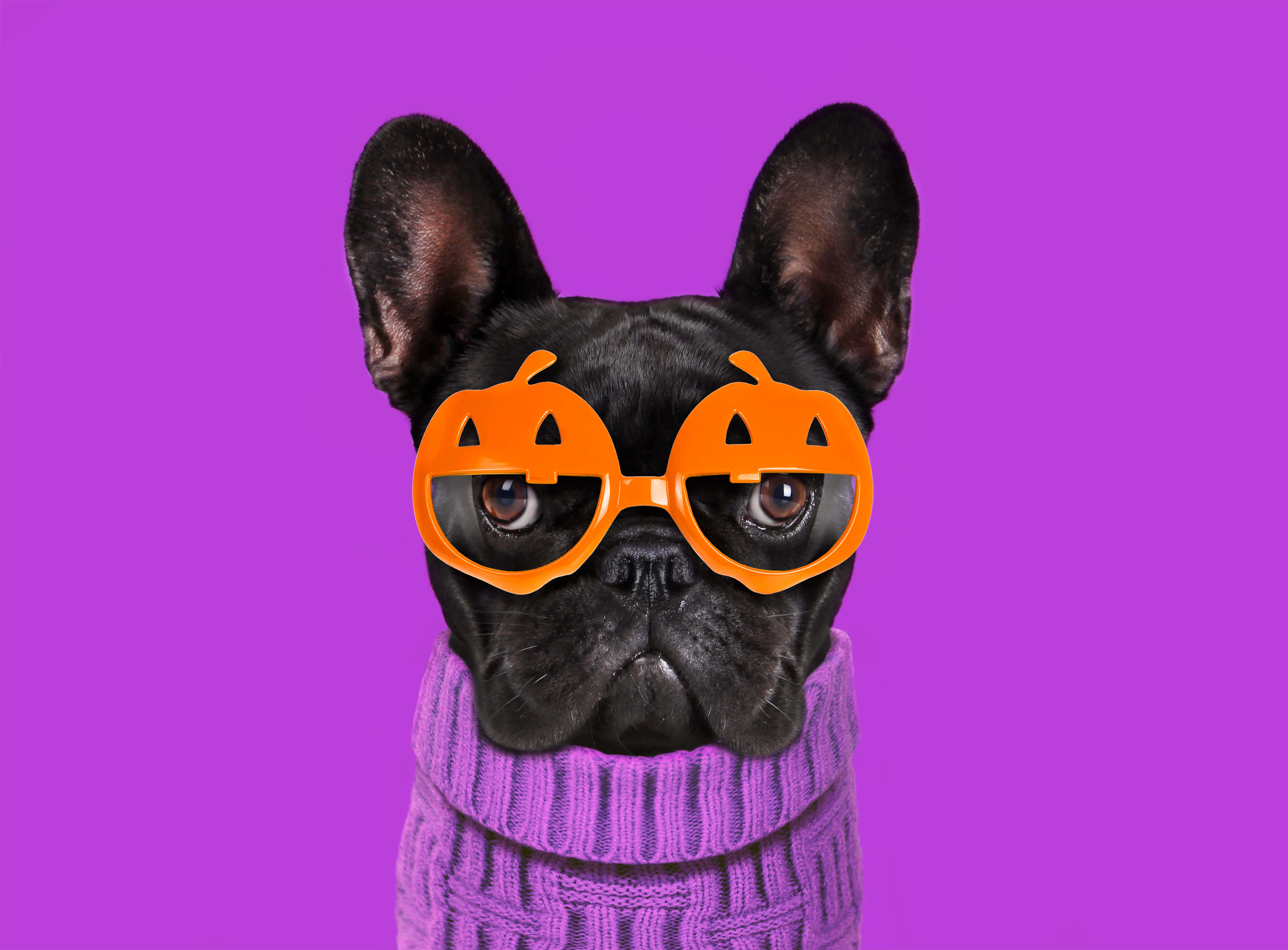 Halloween Pet Costumes 桌布 壁紙 — 一隻黑色法國鬥牛犬戴著橙色南瓜形眼鏡和紫色針織毛衣，背景為純紫色。
