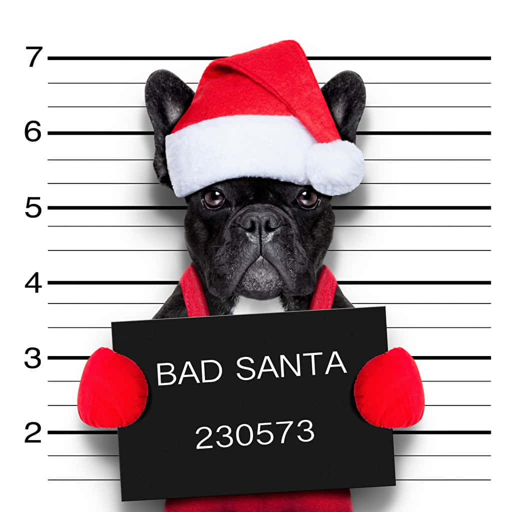 狗 桌布 壁紙 — 一隻黑色法國鬥牛犬戴著聖誕帽和紅色圍巾，像證件照般拿著「BAD SANTA」牌子擺姿勢。