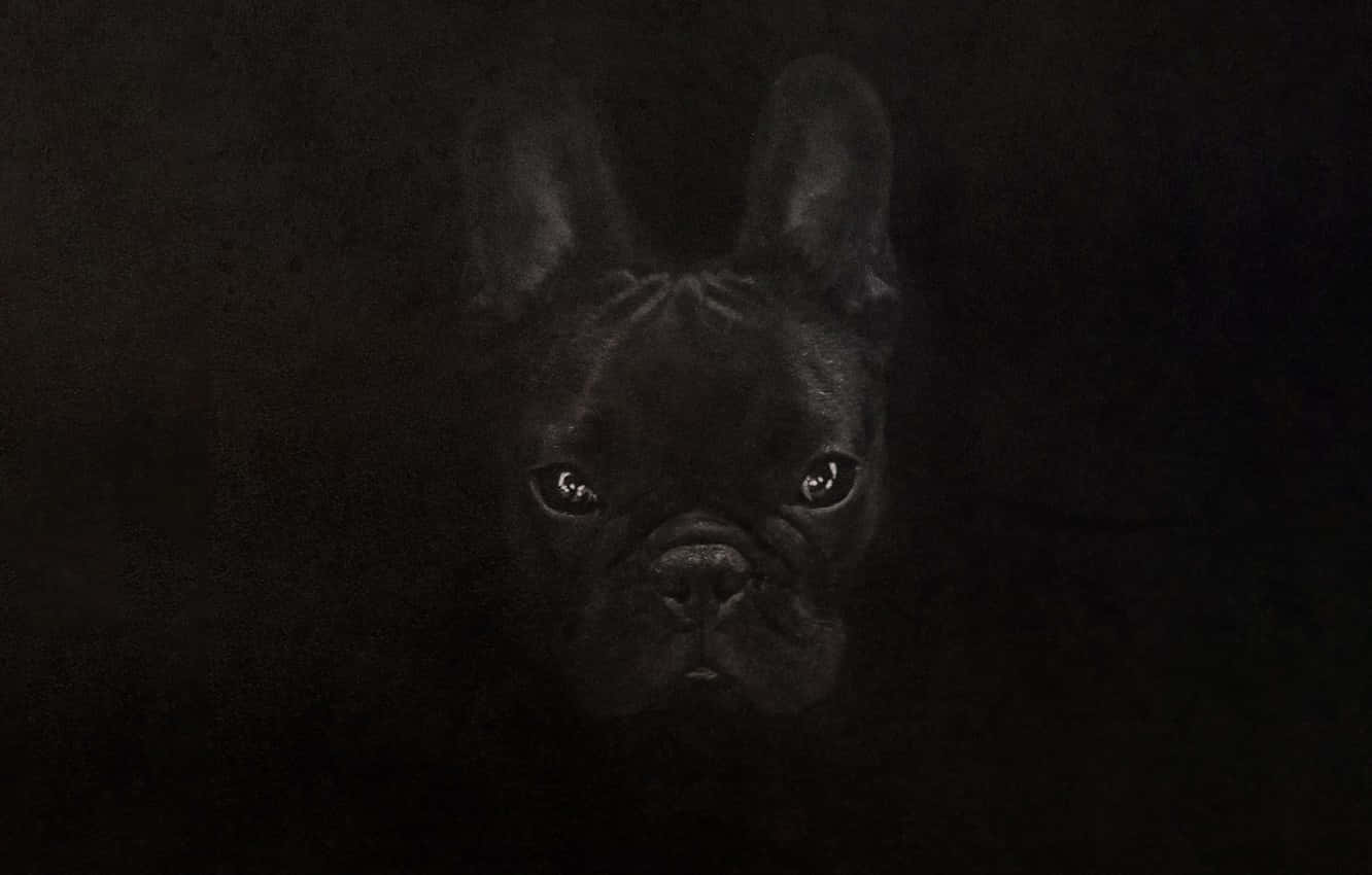 Bulldog 桌布 壁紙 — 一隻黑色法國鬥牛犬的臉在漆黑背景中閃爍著反光的眼睛。