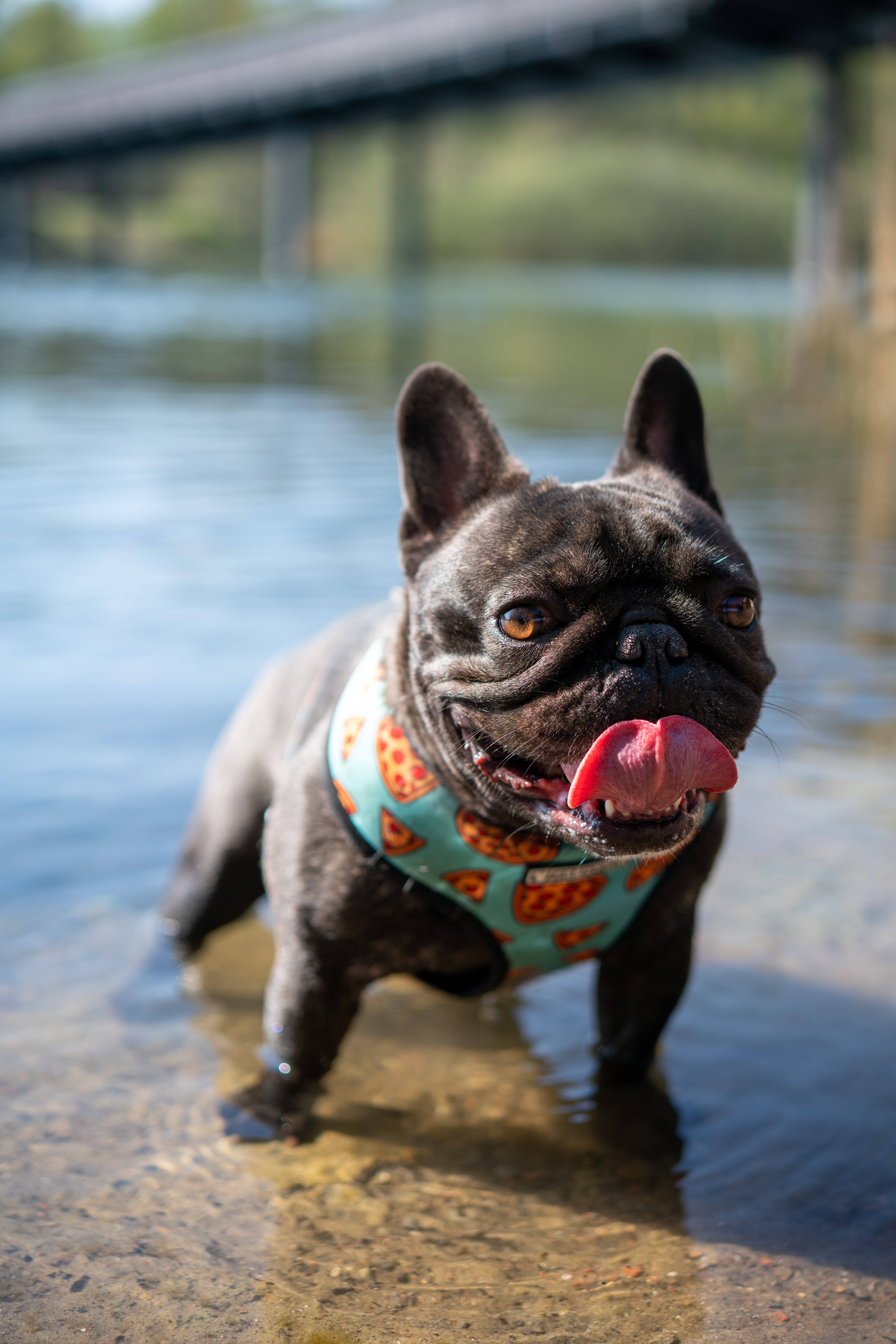 Bulldog 桌布 壁紙 — 一隻黑色法國鬥牛犬穿著披薩圖案背心，在橋附近淺水中伸出舌頭涉水。